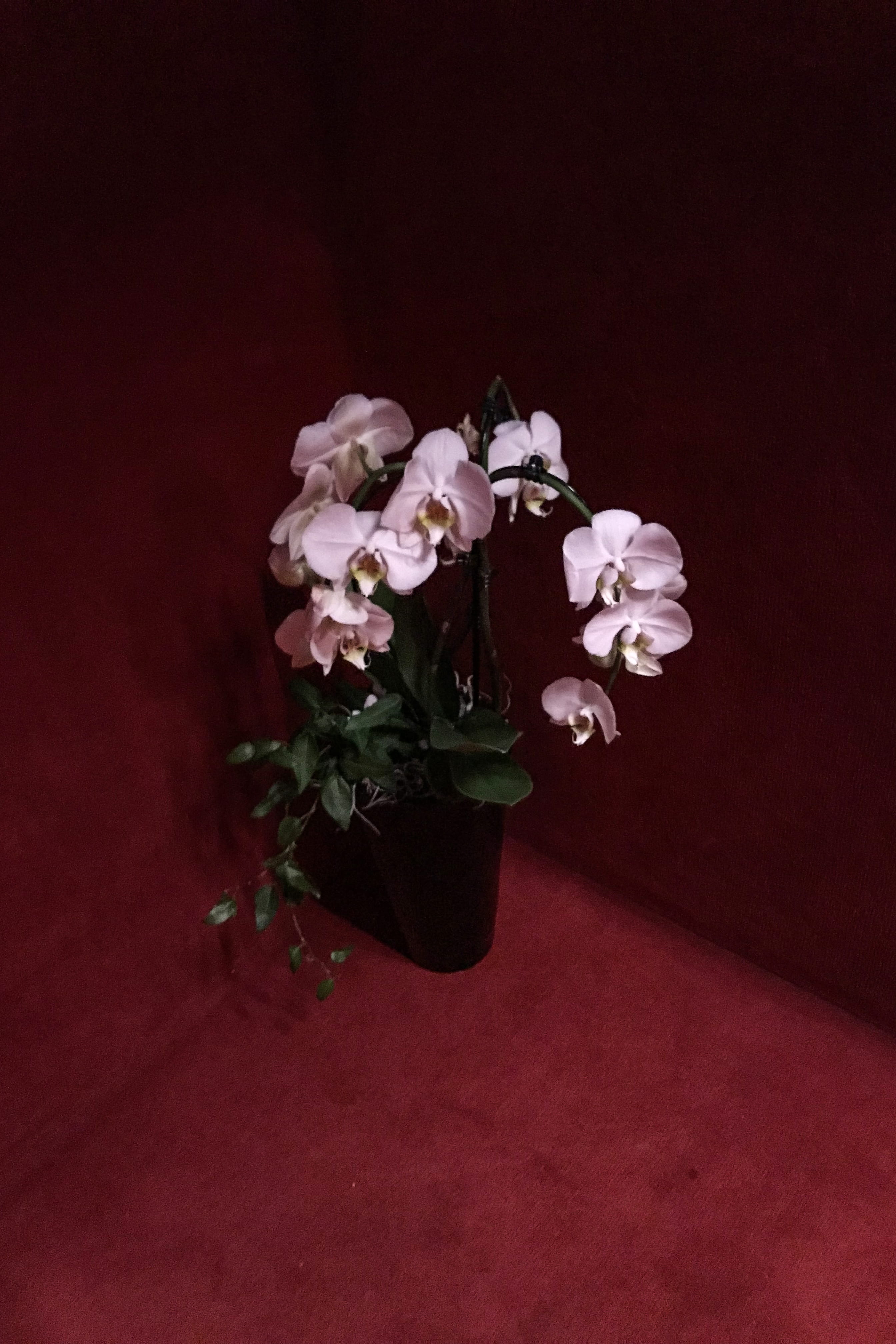 plant, indoors, nature, flower arrangement, no people, 4K, freshness, pink color, vulnerability, fragility, petal, colored background, red, white color, Phone HD Wallpaper