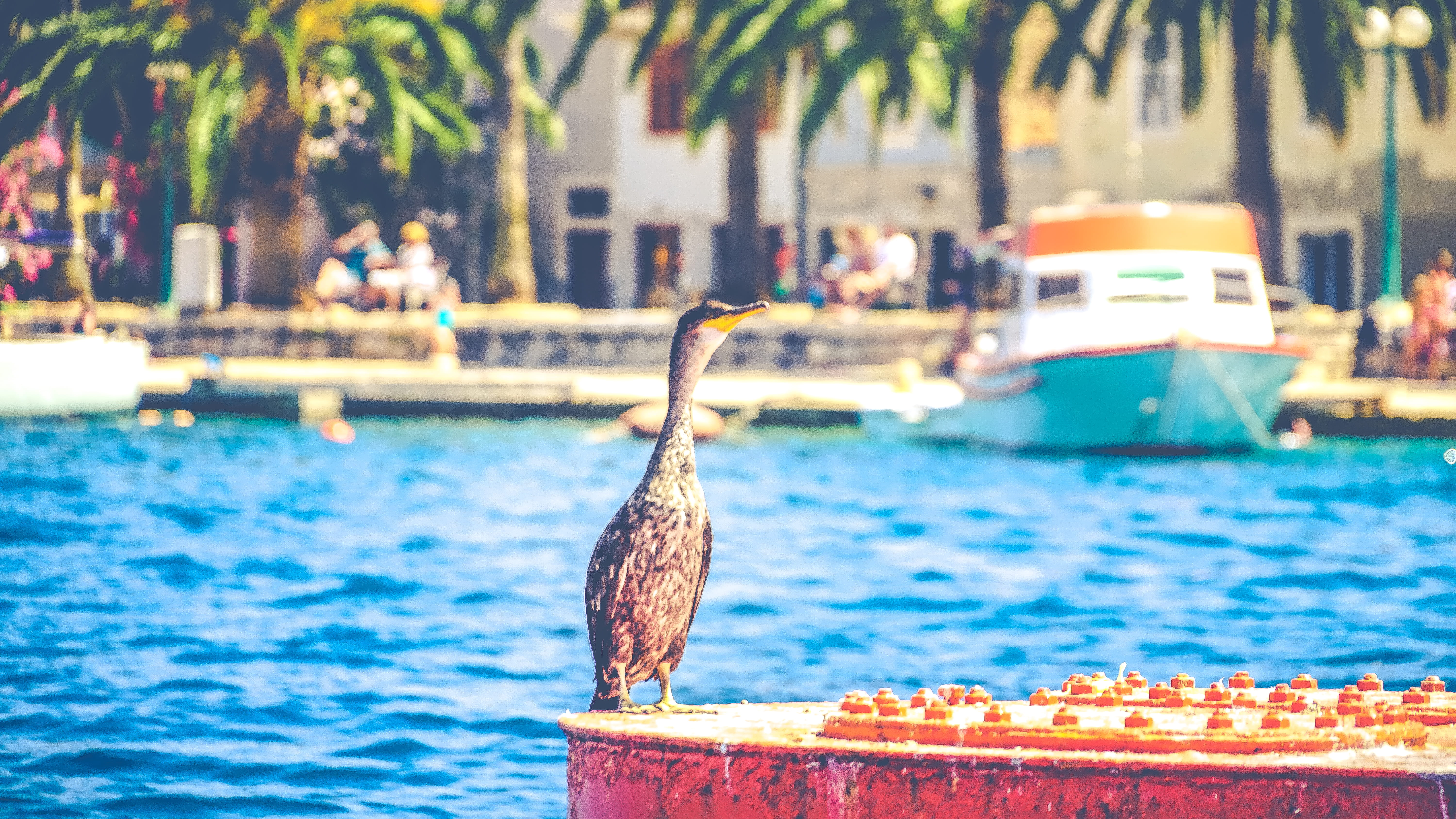 incidental people, nature, architecture, vertebrate, croatia, korcula, seagull, day, urban, boat, bird, people, nautical vessel, 5K, vacation, bokeh, harbor, HD Wallpaper