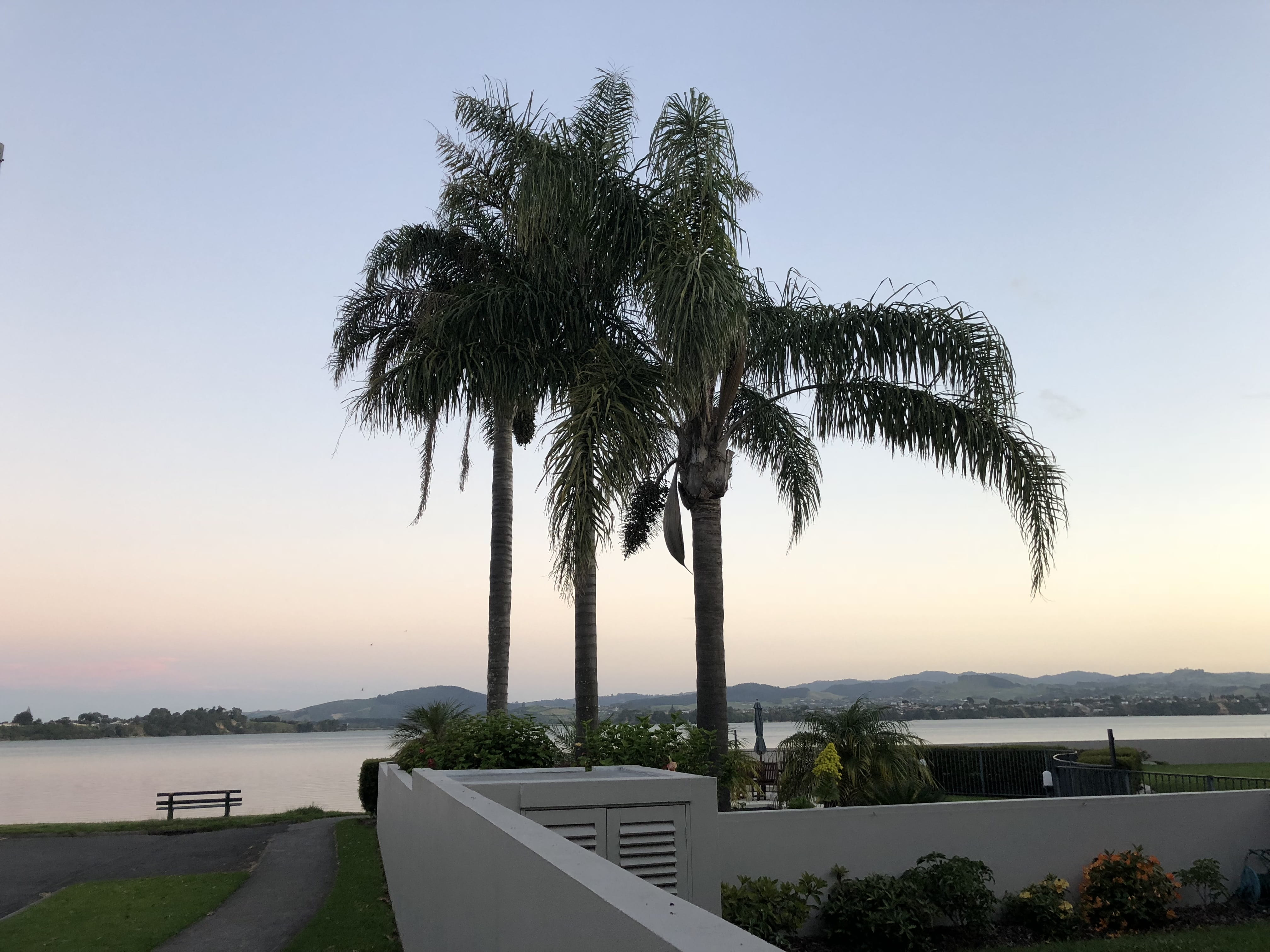 scenics - nature, sky, beauty in nature, sea, trunk, nature, water, sunset, tropical climate, new zealand, tree, 4K, built structure, growth, 2 sixth ave, HD Wallpaper