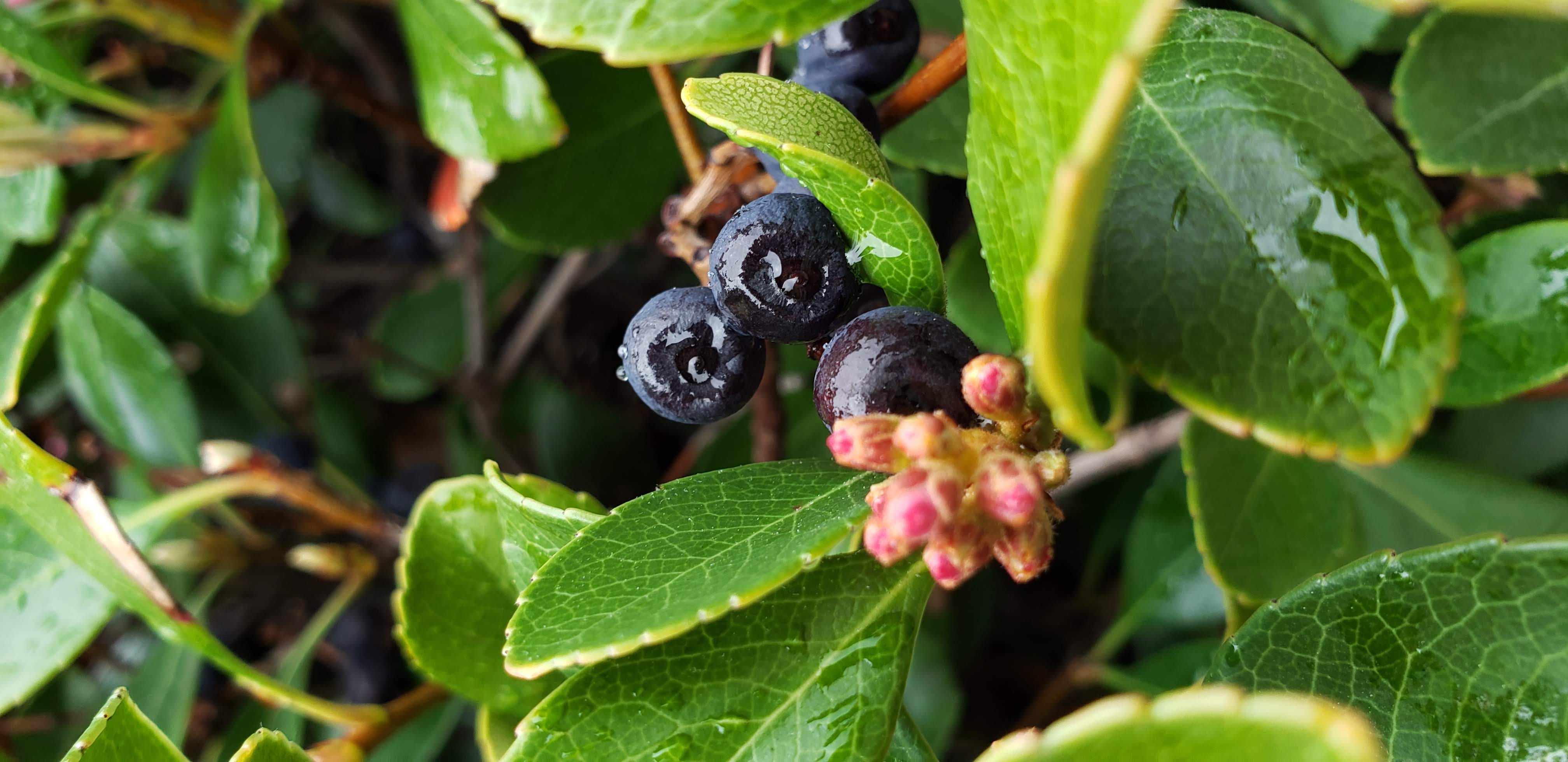 green color, food, plum, blueberry, hibiscus, leaf, pollen, vine, animal themes, droplet, nature, outdoors, ripe, close-up, plant, healthy eating, blossom, HD Wallpaper
