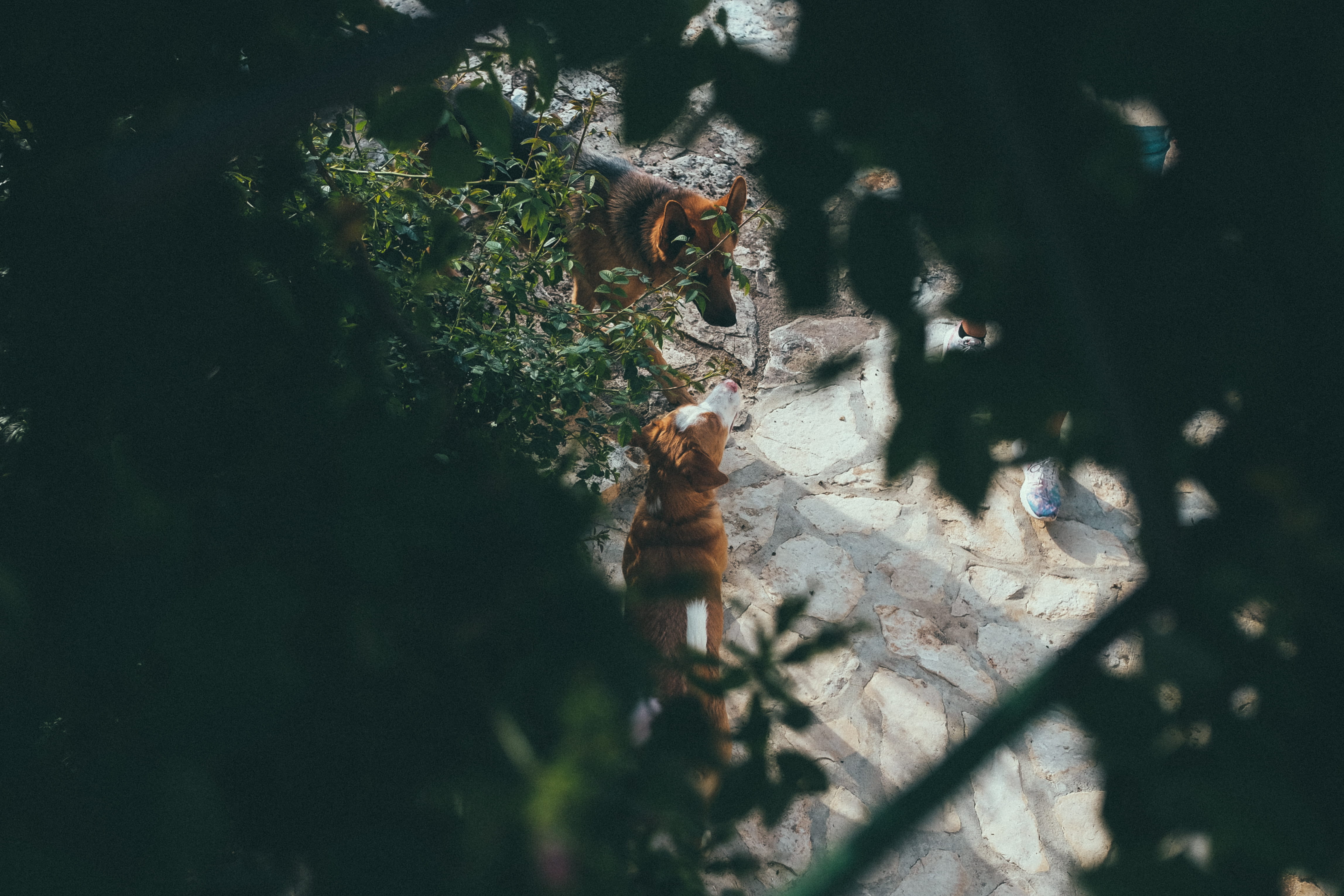 tree, garden, rijeka, figurine, german shepherd, leisure activity, focus on background, plants, plant, human representation, playing, representation, greens, HD Wallpaper