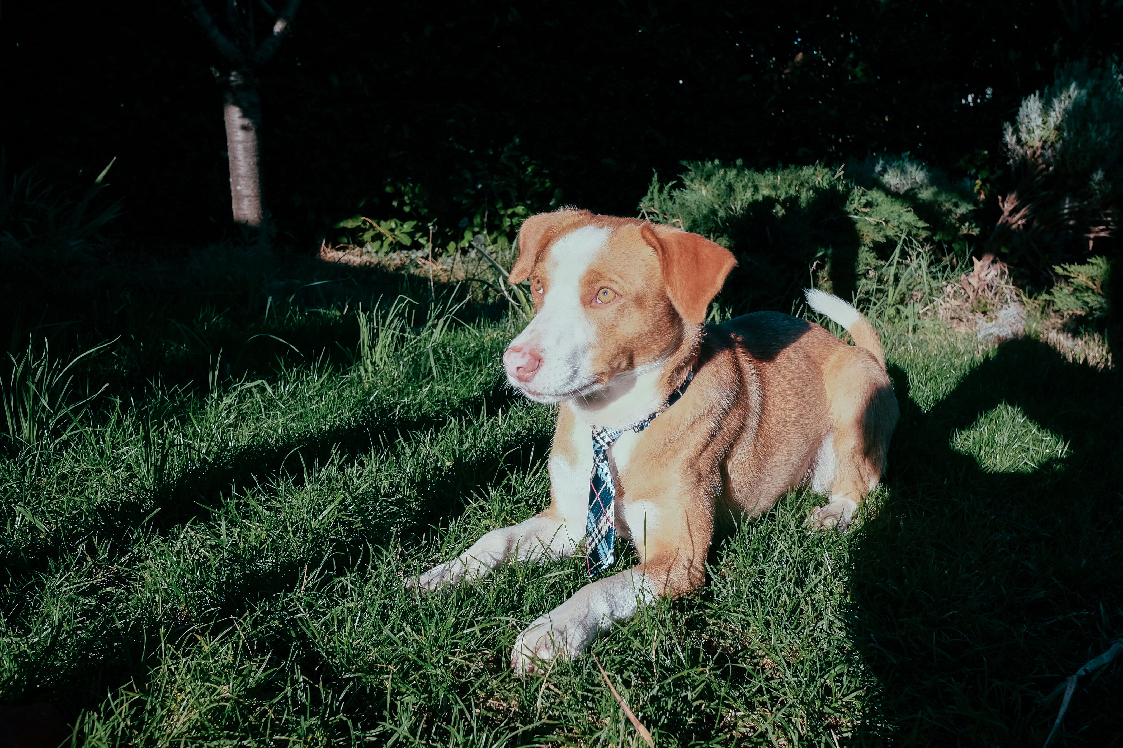 nature, collar, outdoors, mr, animals, day, dog, plant, pet collar, grass, 4K, looking, rijeka, gentlemen, puppy, dogs, mammal, vertebrate, tie, gentleman, HD Wallpaper