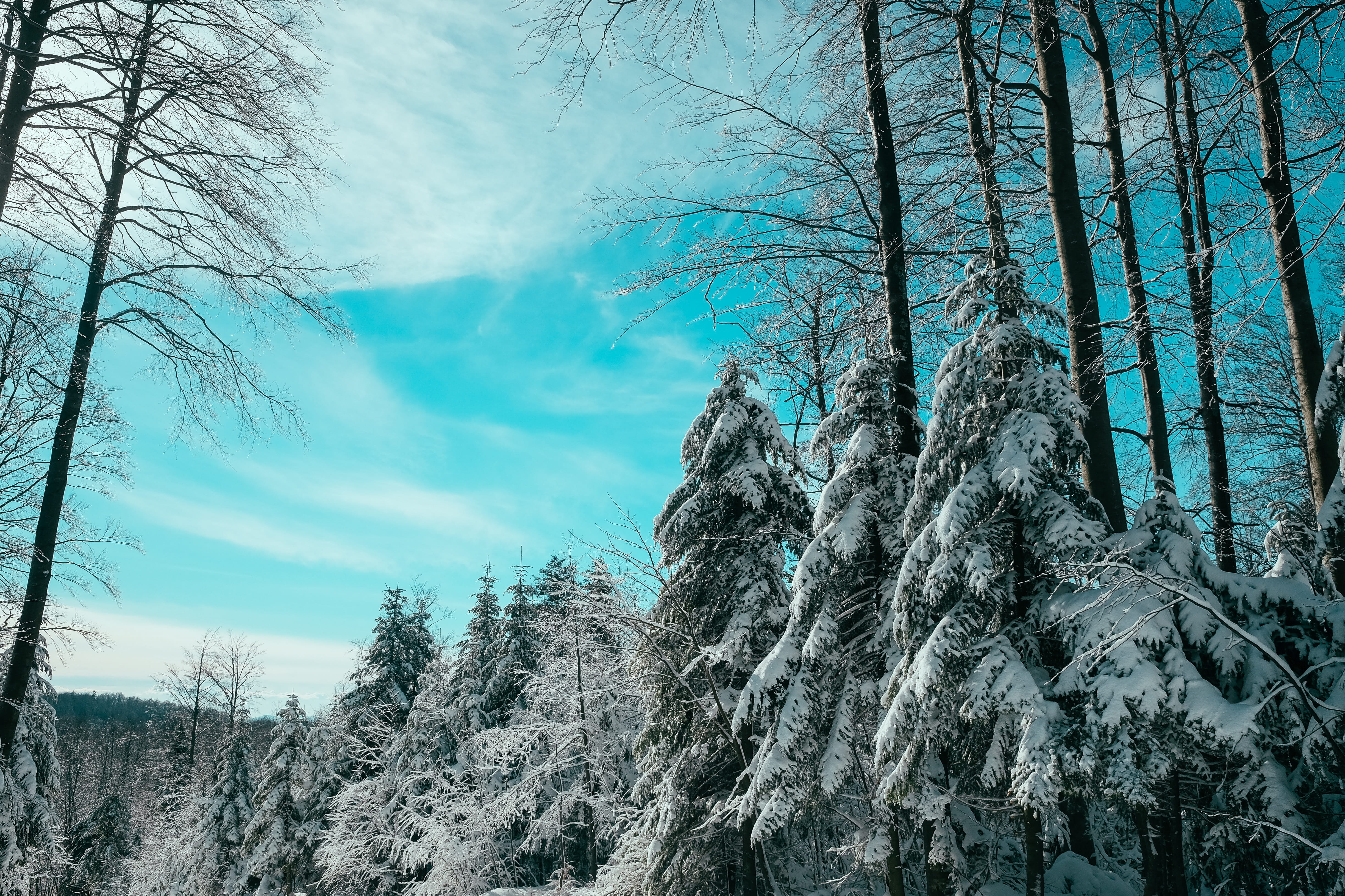 rijeka, beauty in nature, sky, day, cold temperature, low angle view, plant, pine woodland, outdoors, tree, snowboarding, blue, croatia, blue sky, tranquil scene, HD Wallpaper