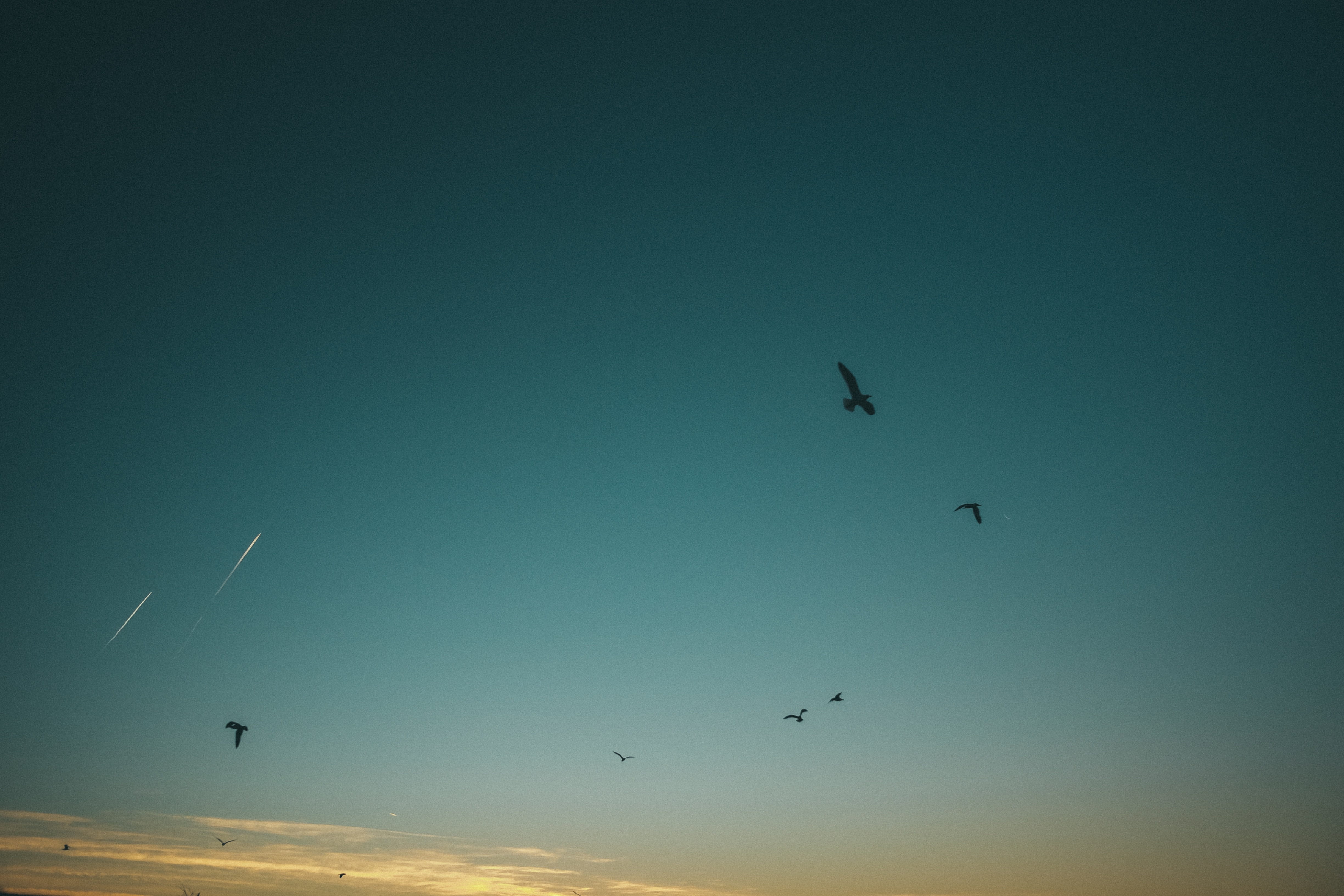 mid-air, mediterranean, skyscape, sunrise, animals in the wild, croatia, animal wildlife, animal, eagle, seagul, group of animals, sky, seaguls, vertebrate, HD Wallpaper
