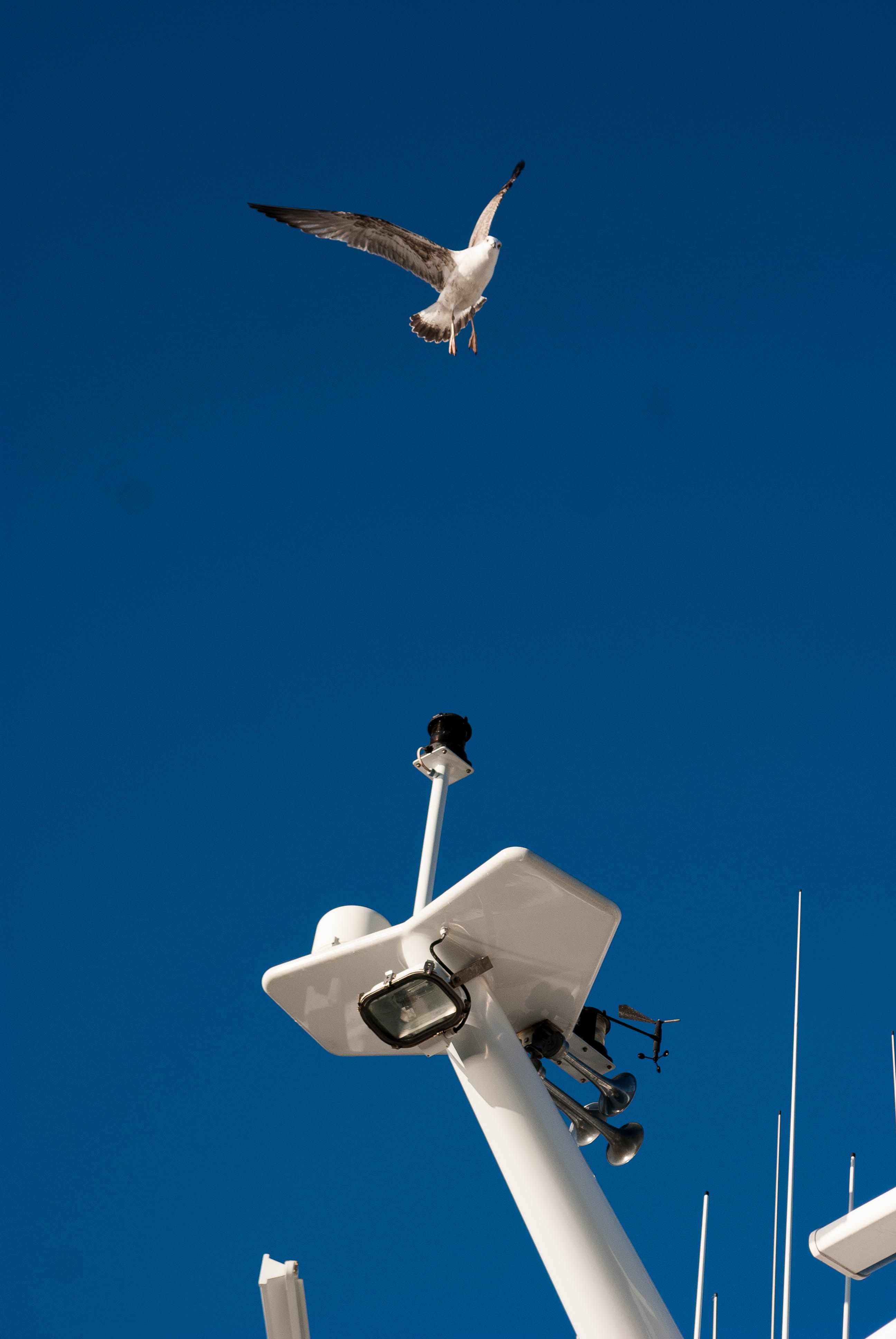 animal, mid-air, day, motion, sunlight, outdoors, blue, nature, low angle view, rijeka, seagull, vertebrate, no people, spread wings, bird, animals in the wild, Phone HD Wallpaper