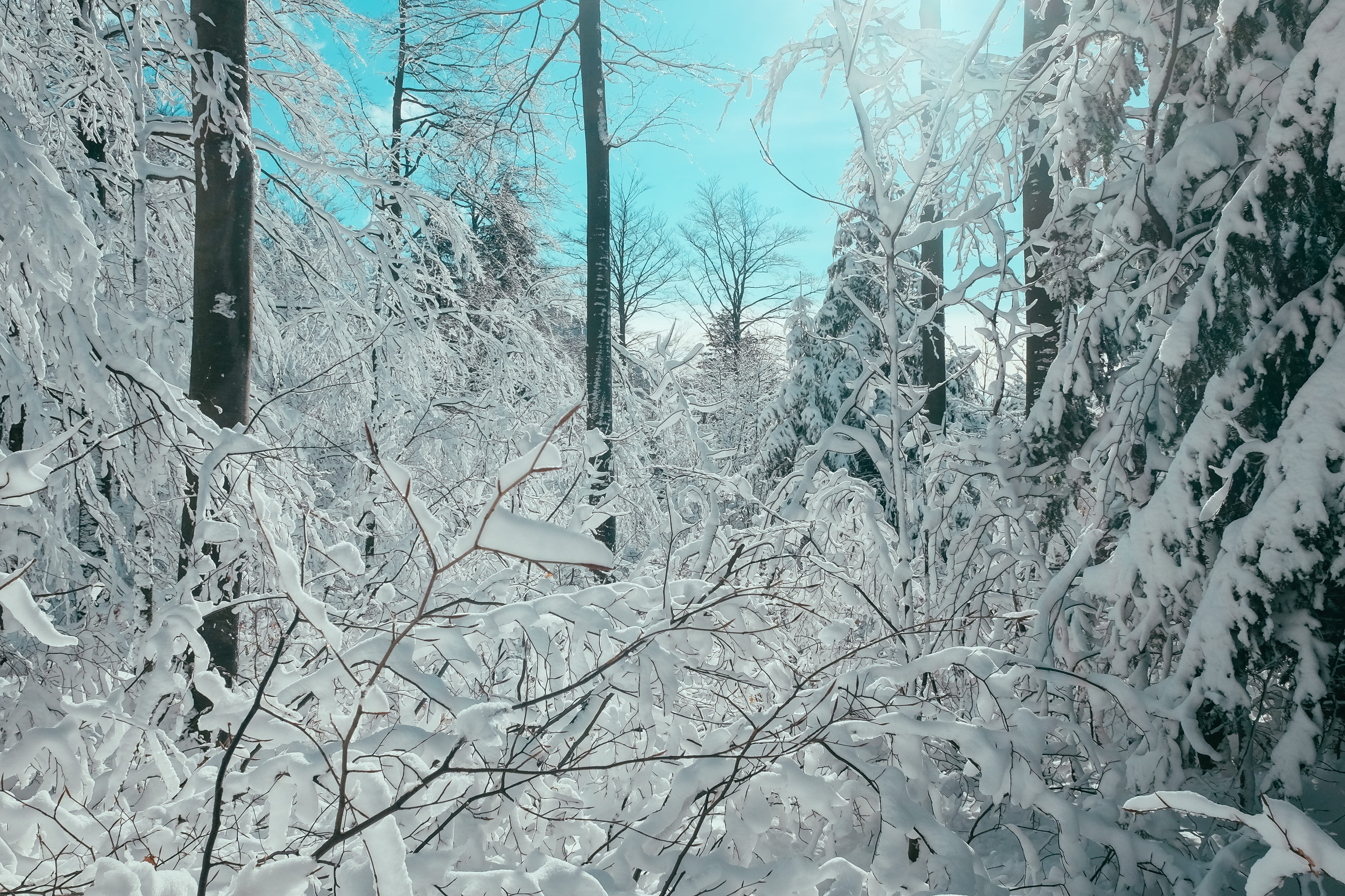 snowing, winter wonderland, frozen, fujifilm, tree trunk, xmas, winter, christmas, tree, x70, trees, platak, 4K, beauty in nature, croatia, outdoors, nature, HD Wallpaper