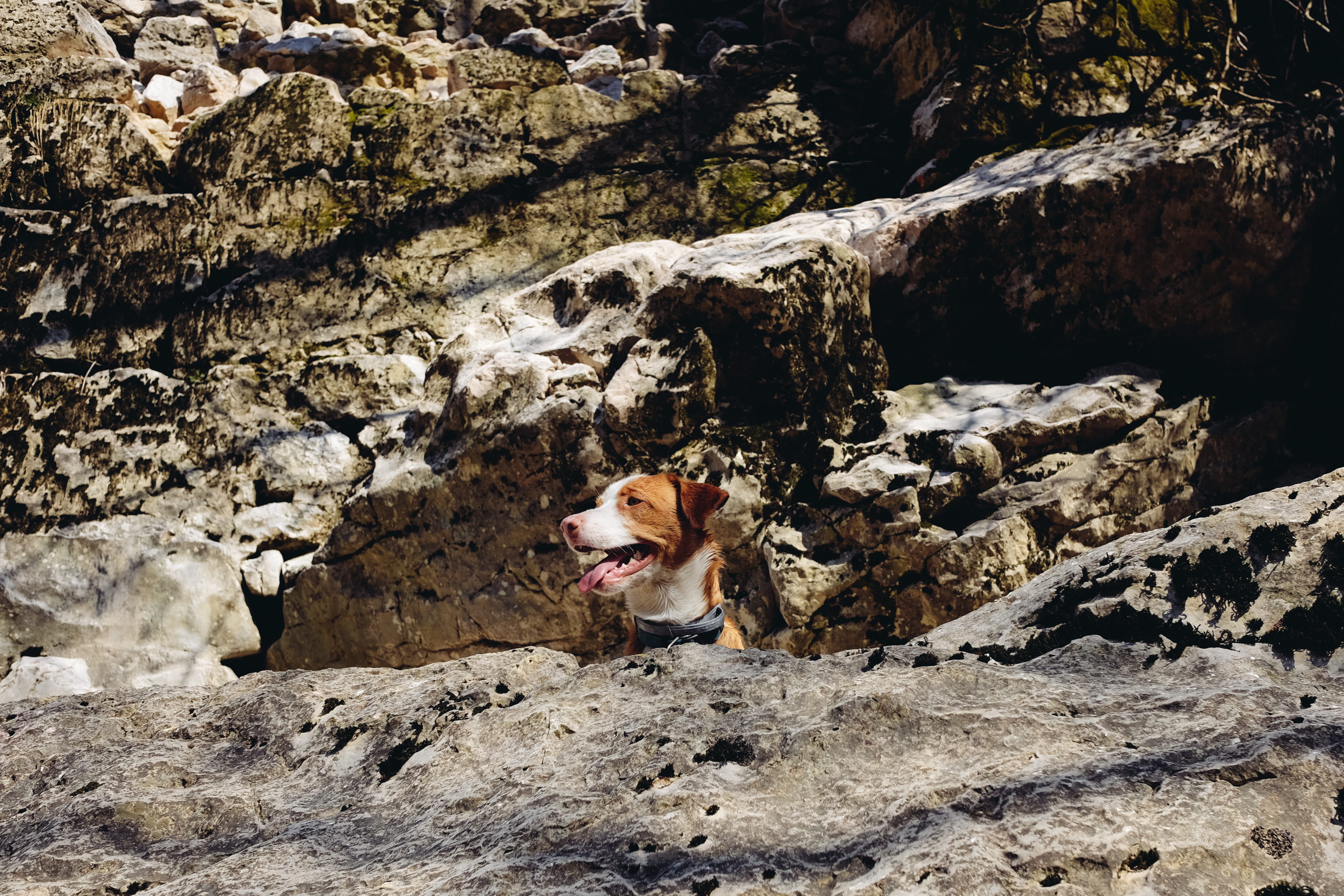 mammal, high angle view, summer, mountains, rock - object, dogs, rijeka, one animal, pets, domestic, puppy, spring, 4K, hiking, dog, pet, vertebrate, canine, HD Wallpaper