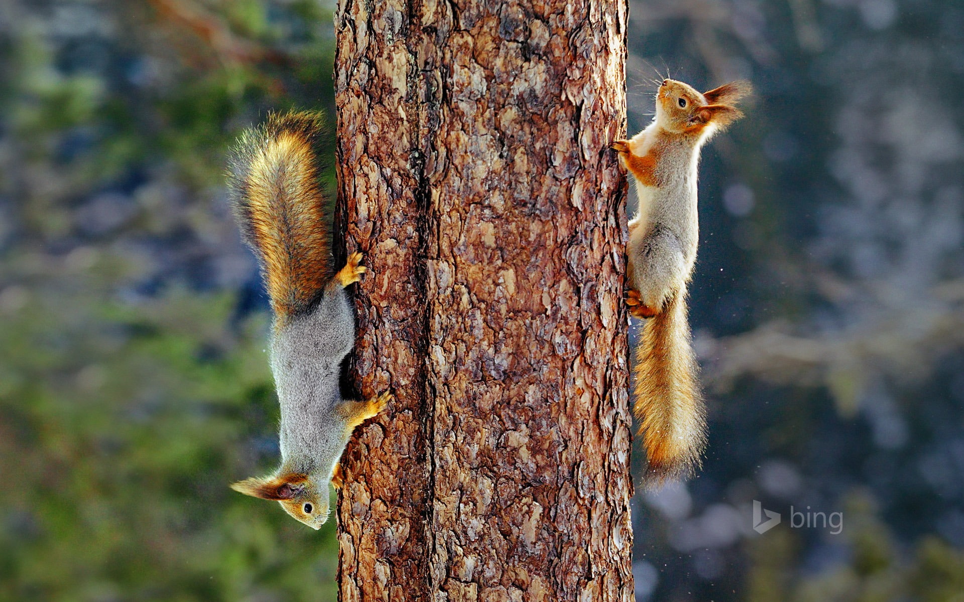 close-up, outdoors, squirrel, animal, no people, day, woodpecker, animals in the wild, squirrels, tree, bing, deskto, finland, bird, 1080P, rodent, tree trunk, HD Wallpaper