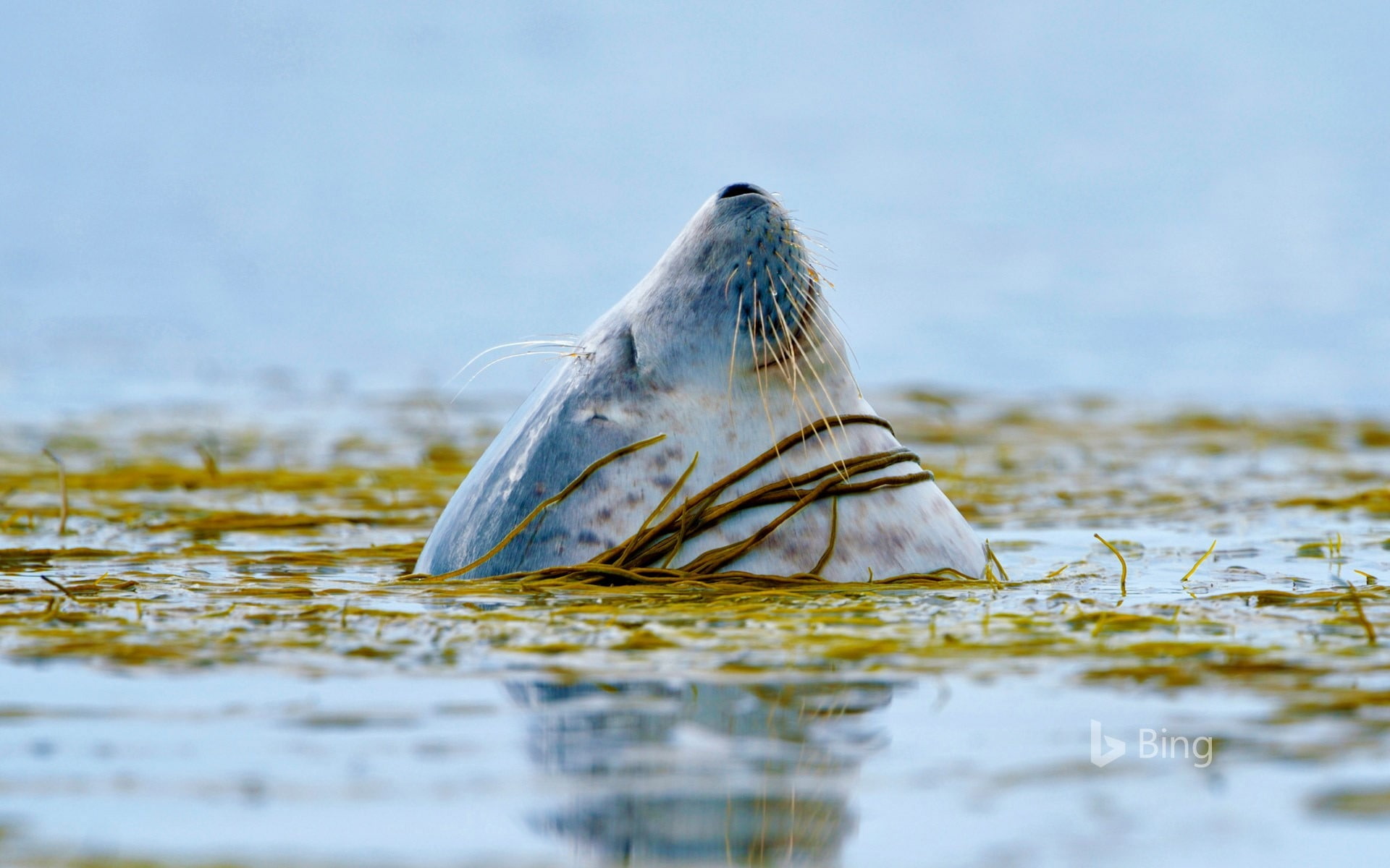 scotland, outdoors, nature, marine, day, sea, islay, deskto, no people, seal, mammal, surface level, underwater, bird, water, harbor, animal themes, motion, HD Wallpaper