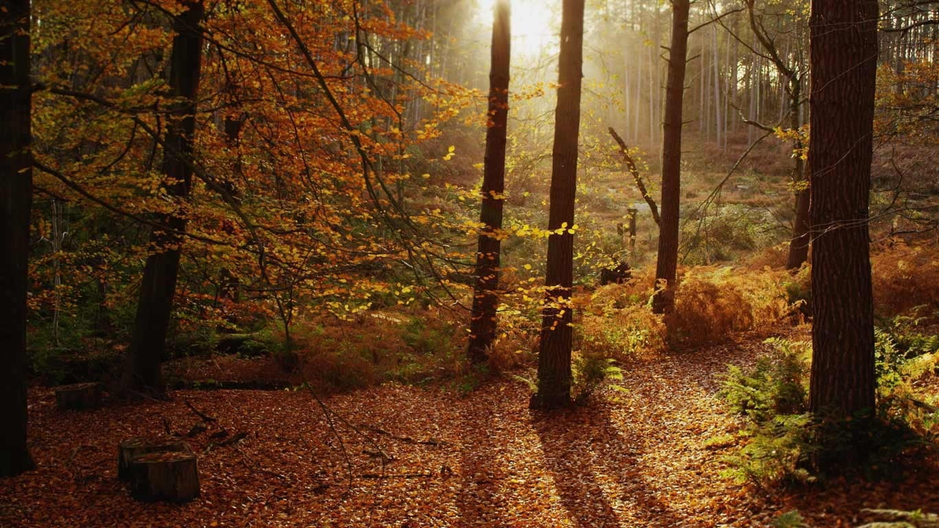 fall, scenics - nature, beauty in nature, england, cheshire, footpath, trail, tranquility, change, bing, autumn, tree, tree trunk, plant part, forest, outdoors, HD Wallpaper
