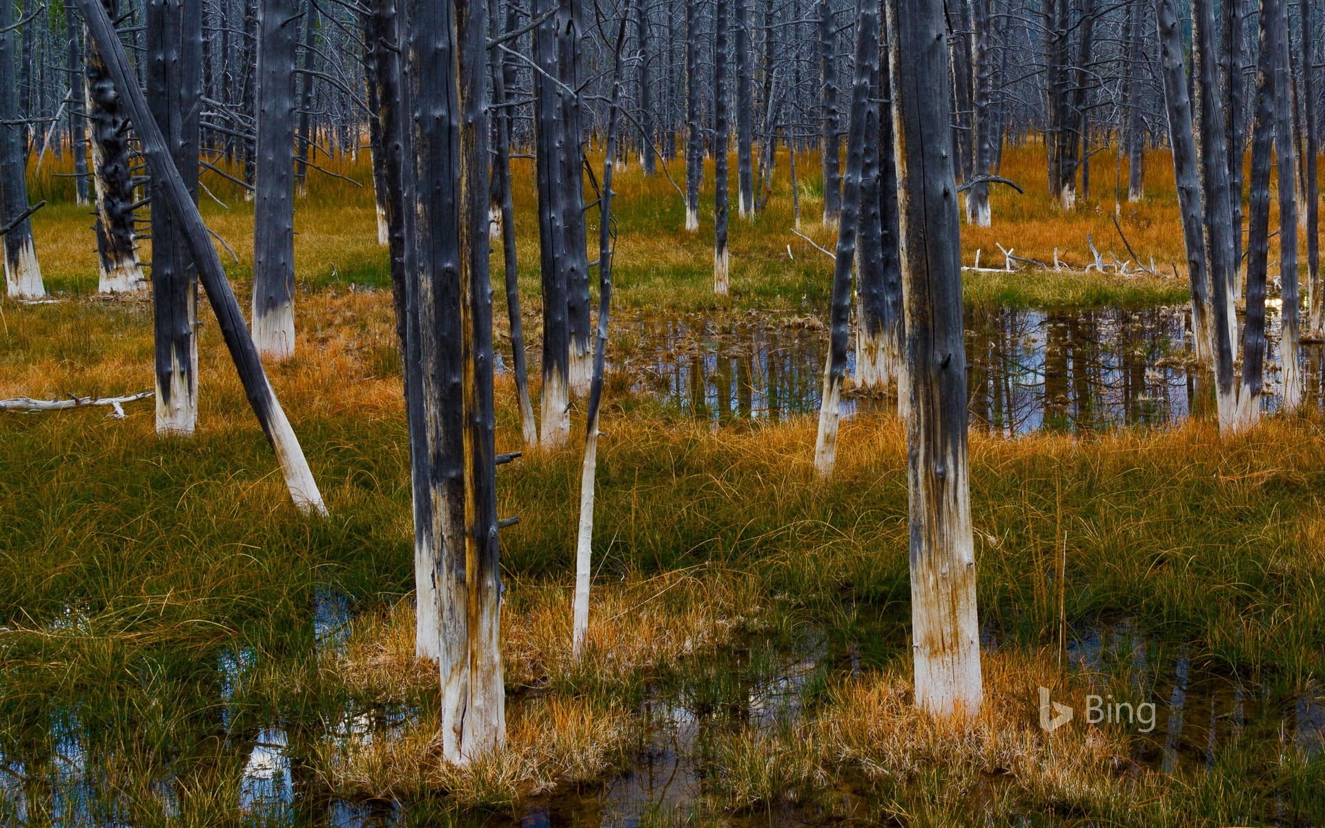woodland, grass, environment, tree, tranquil scene, outdoors, park, deskto, non-urban scene, yellowstone, 1080P, trunk, land, forest, tree trunk, wyoming, HD Wallpaper
