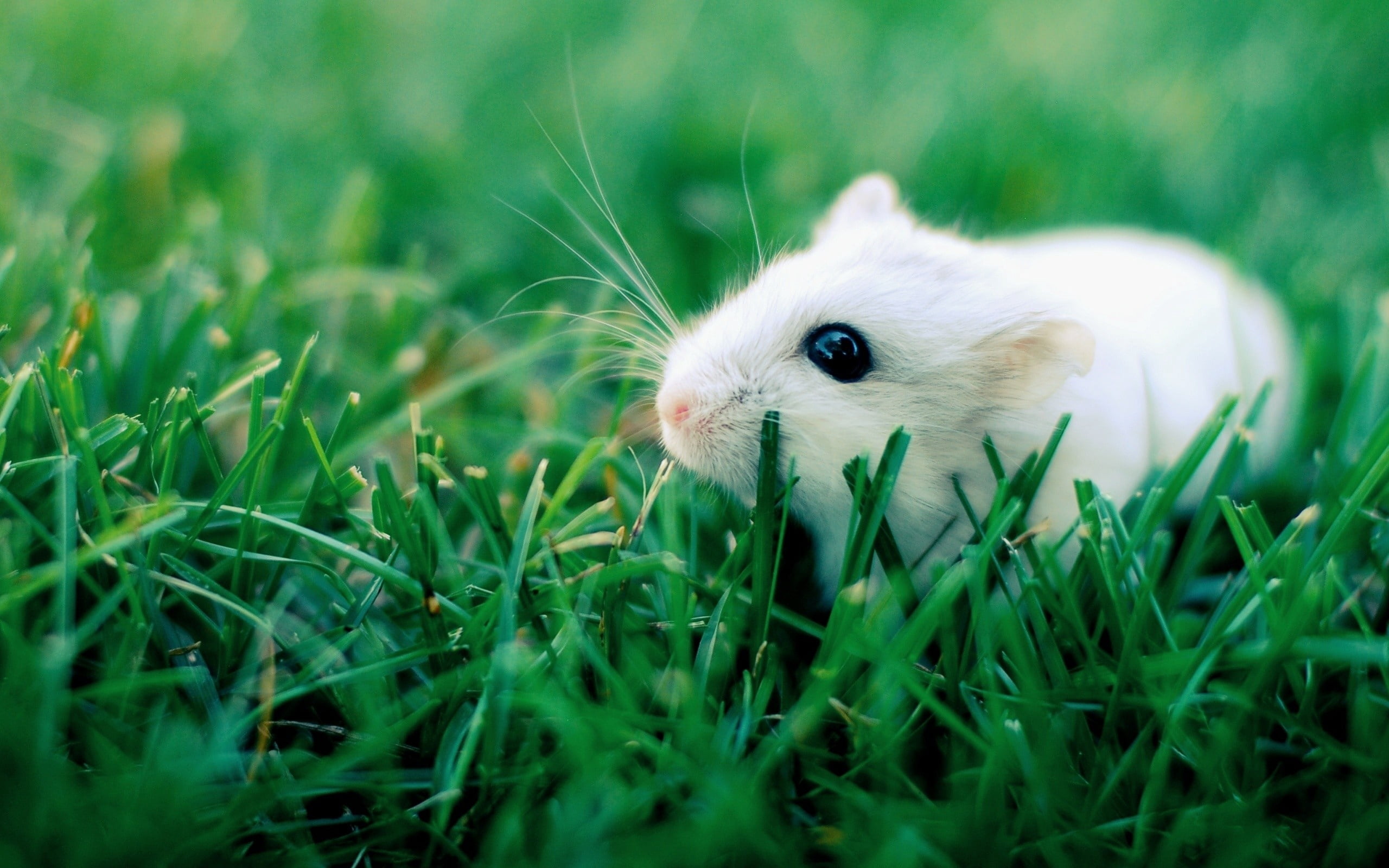 animal, animal wildlife, selective focus, looking, crawling, green Color, fluffy, mammals, plant, one Animal, animal Nose, hamster, curiosity, no people, HD Wallpaper