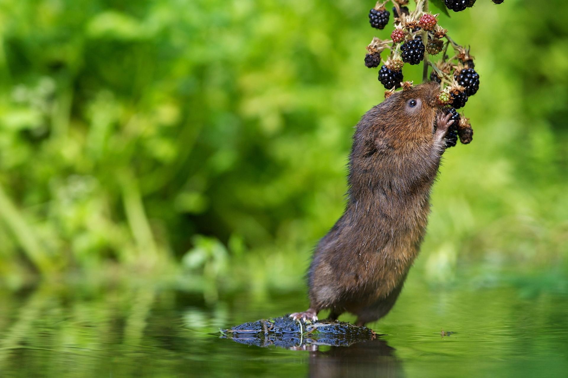 blackberry, vole, 1080P, water, animal, water rat, rat, water vole, berry, HD Wallpaper