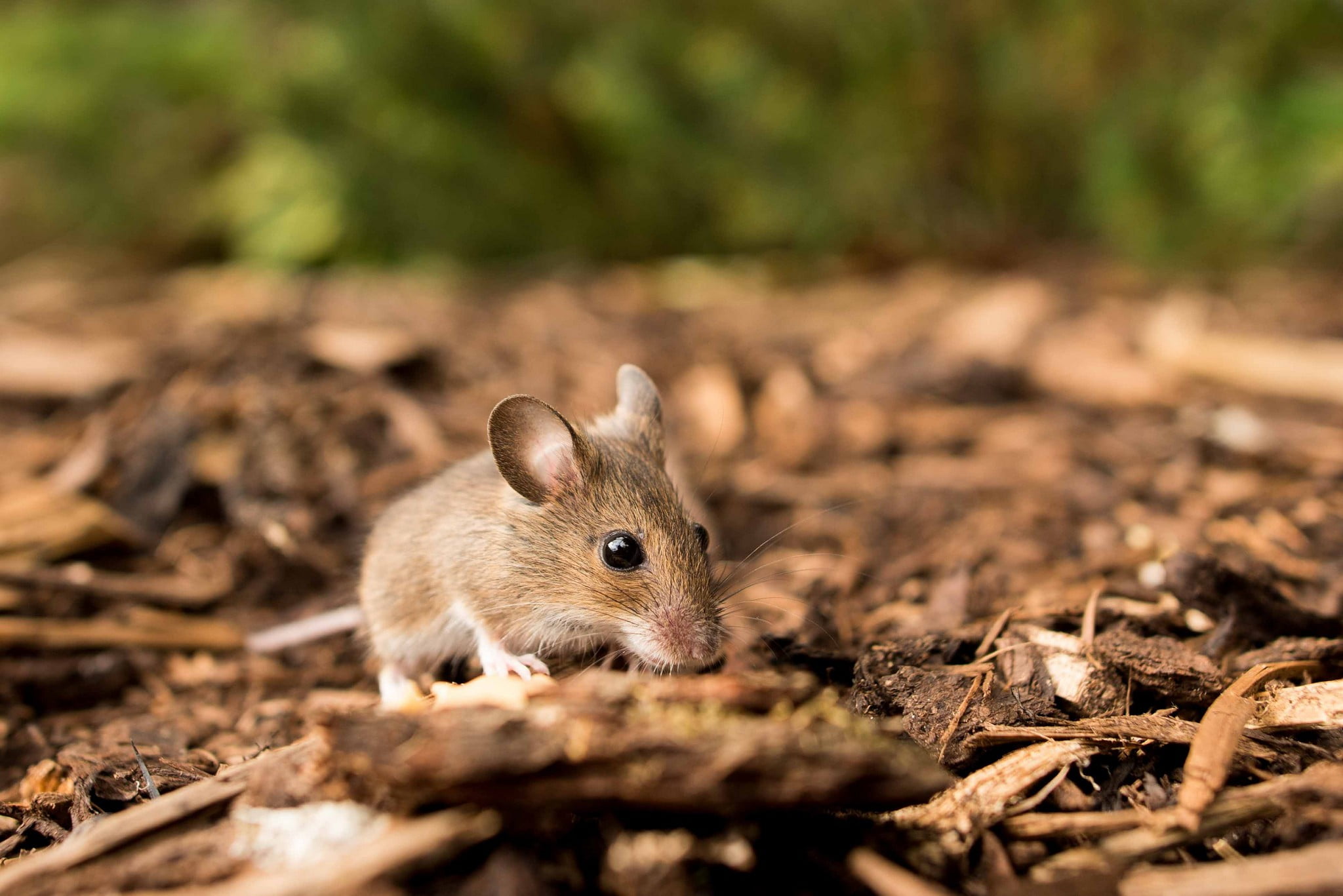 one animal, animals in the wild, forest, mammal, brown, nature, land, animal head, day, 1080P, selective focus, eating, animals, mouse, small, animal, HD Wallpaper