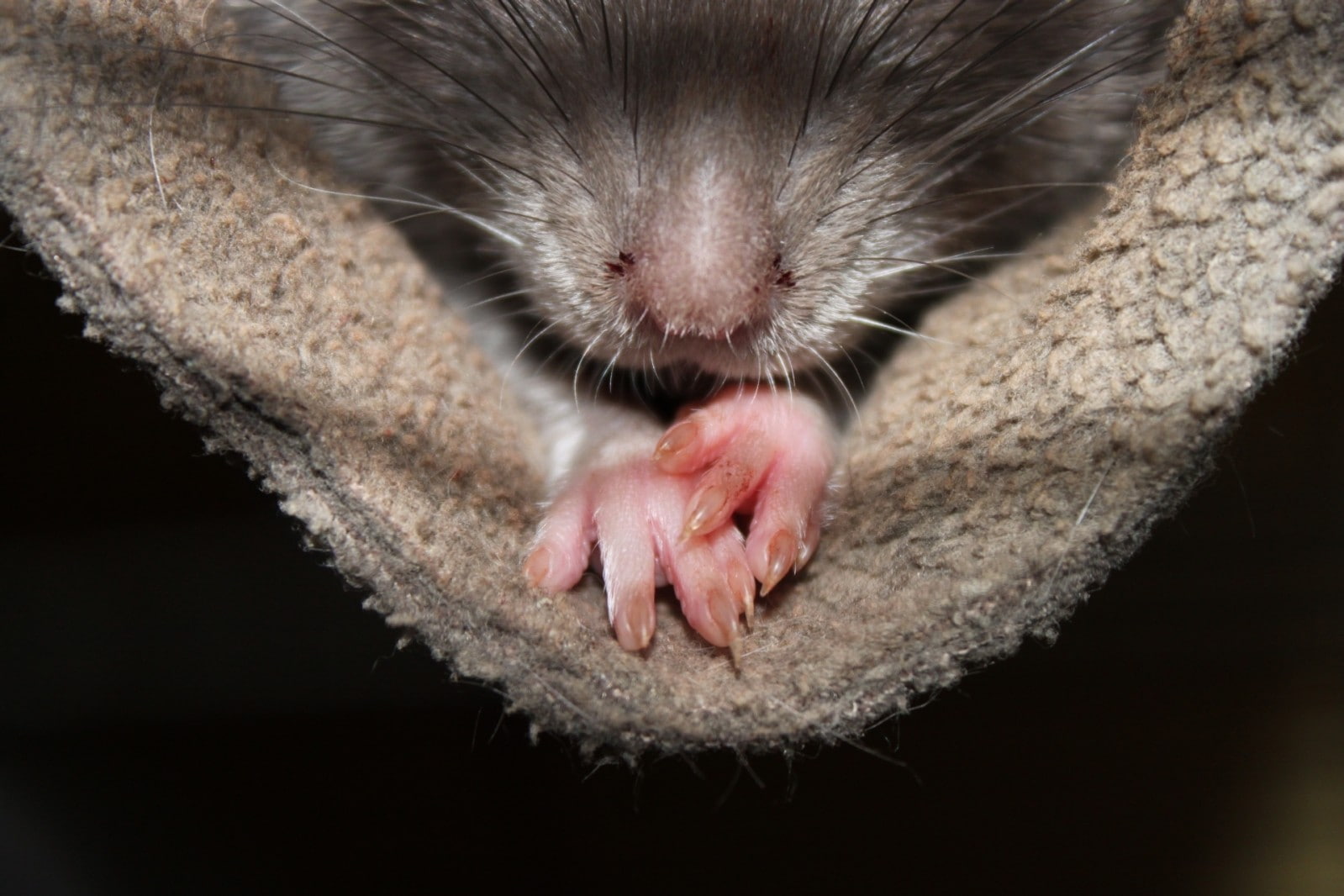 720P, animals, pet, rats, nature, HD Wallpaper
