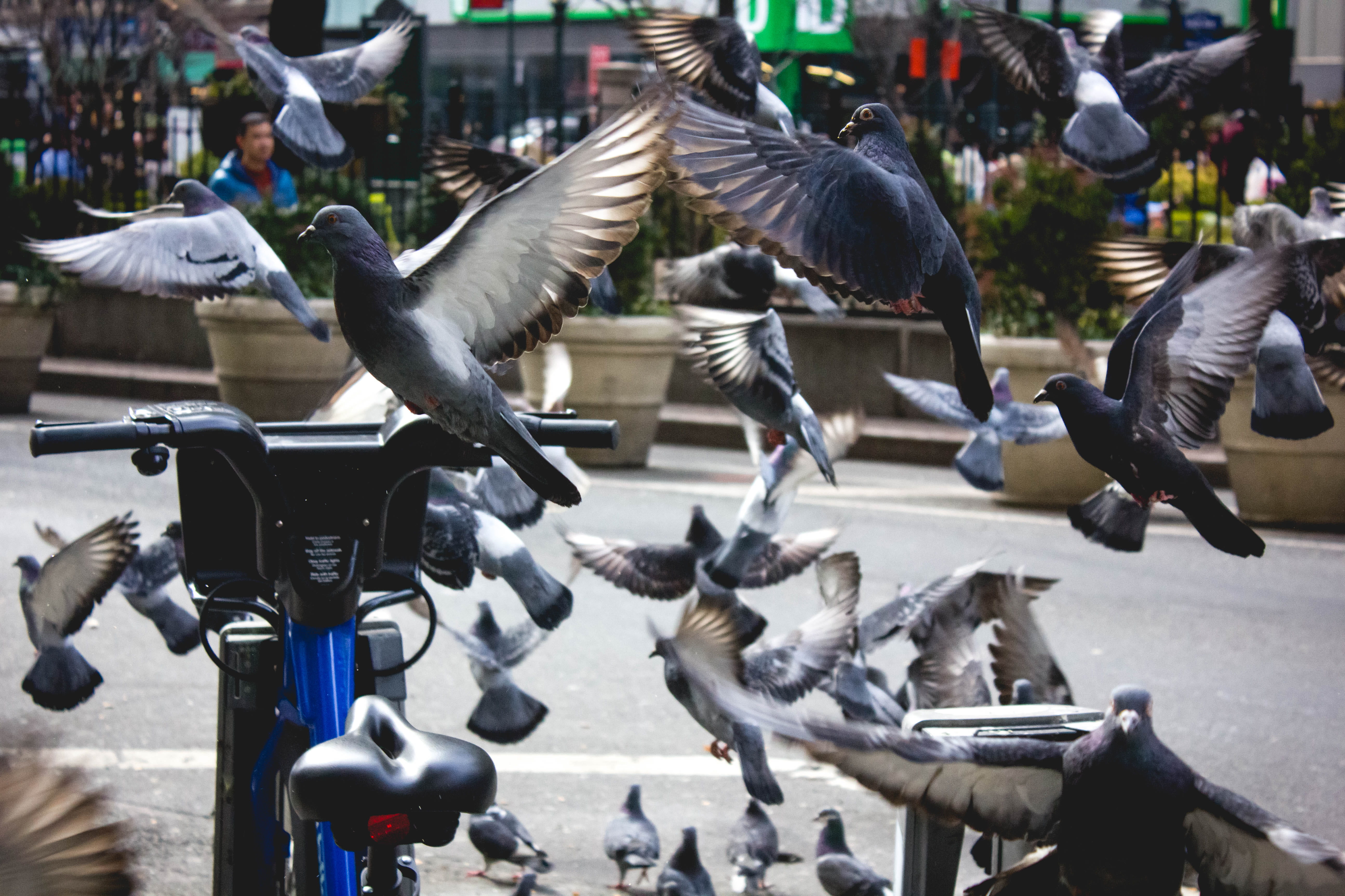 manhattan, pigeon, 5K, franklin square, bicycle, birds, animal, large group of animals, 34 st - herald sq, animals in the wild, animal wildlife, nature, HD Wallpaper