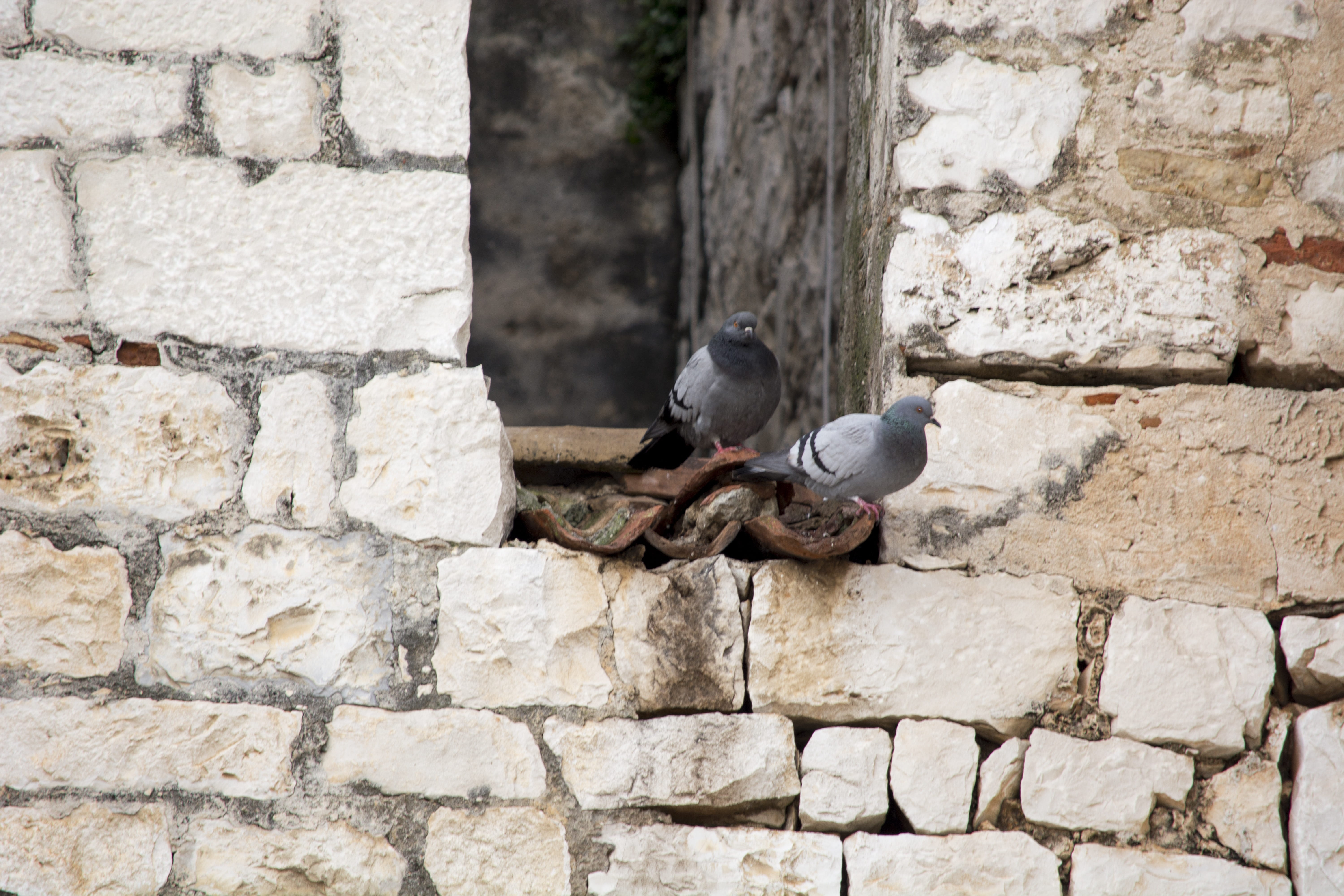 bird, stone wall, no people, golub, outdoors, zidine, nature, built structure, animal, animal wildlife, architecture, pigeon, solid, animal themes, perching, HD Wallpaper