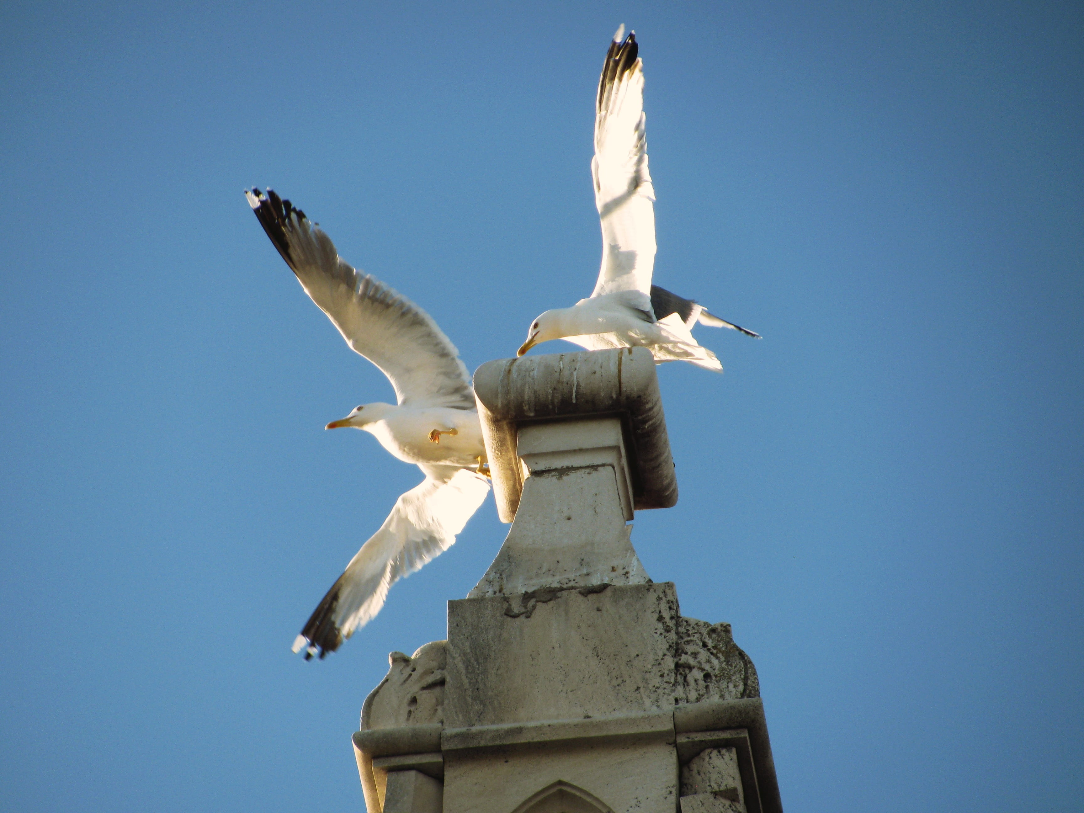 seagull, sky, sunlight, animal wildlife, nature, animal themes, blue, croatia, vertebrate, animal wing, flying, clear sky, trogir, flapping, spread wings, HD Wallpaper
