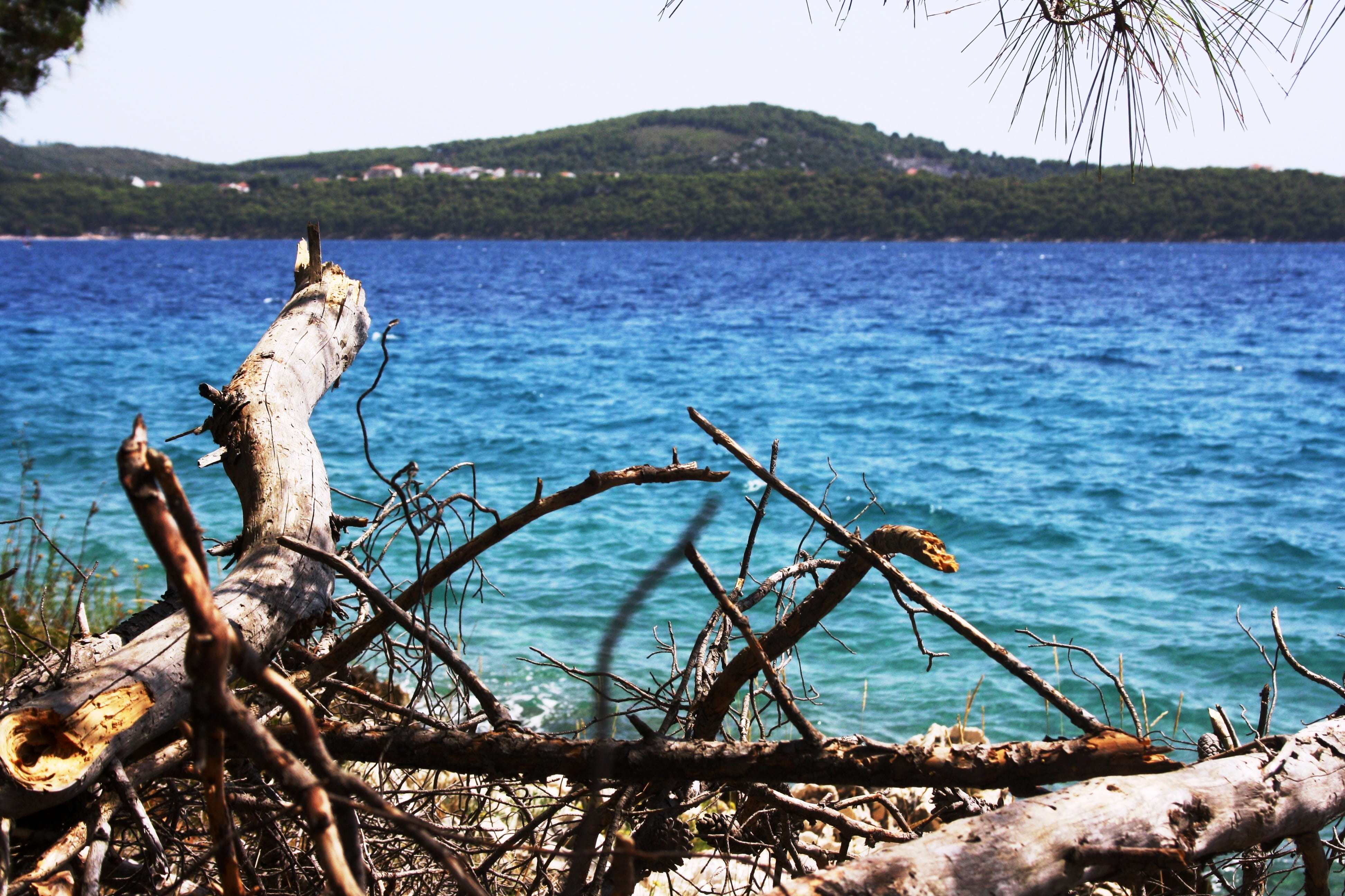croatia, drift wood, sky, 4K, tranquility, driftwood, day, tranquil scene, trogir, nature, beauty in nature, land, plant, water, tree, outdoors, no people, HD Wallpaper