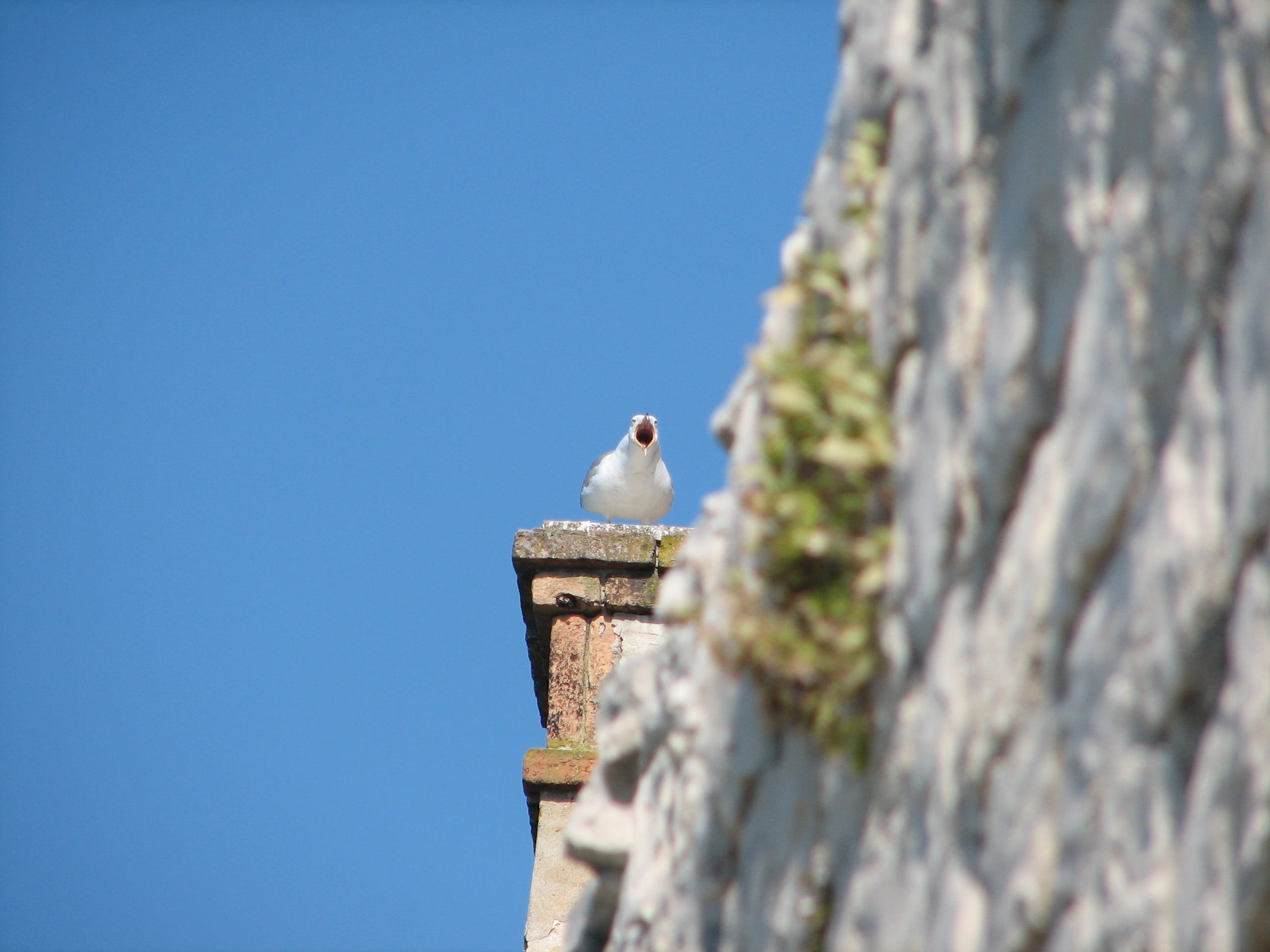 animal wildlife, animal, croatia, animal themes, bird, one animal, day, seagull, nature, built structure, architecture, 2K, outdoors, tree, sky, destination, HD Wallpaper