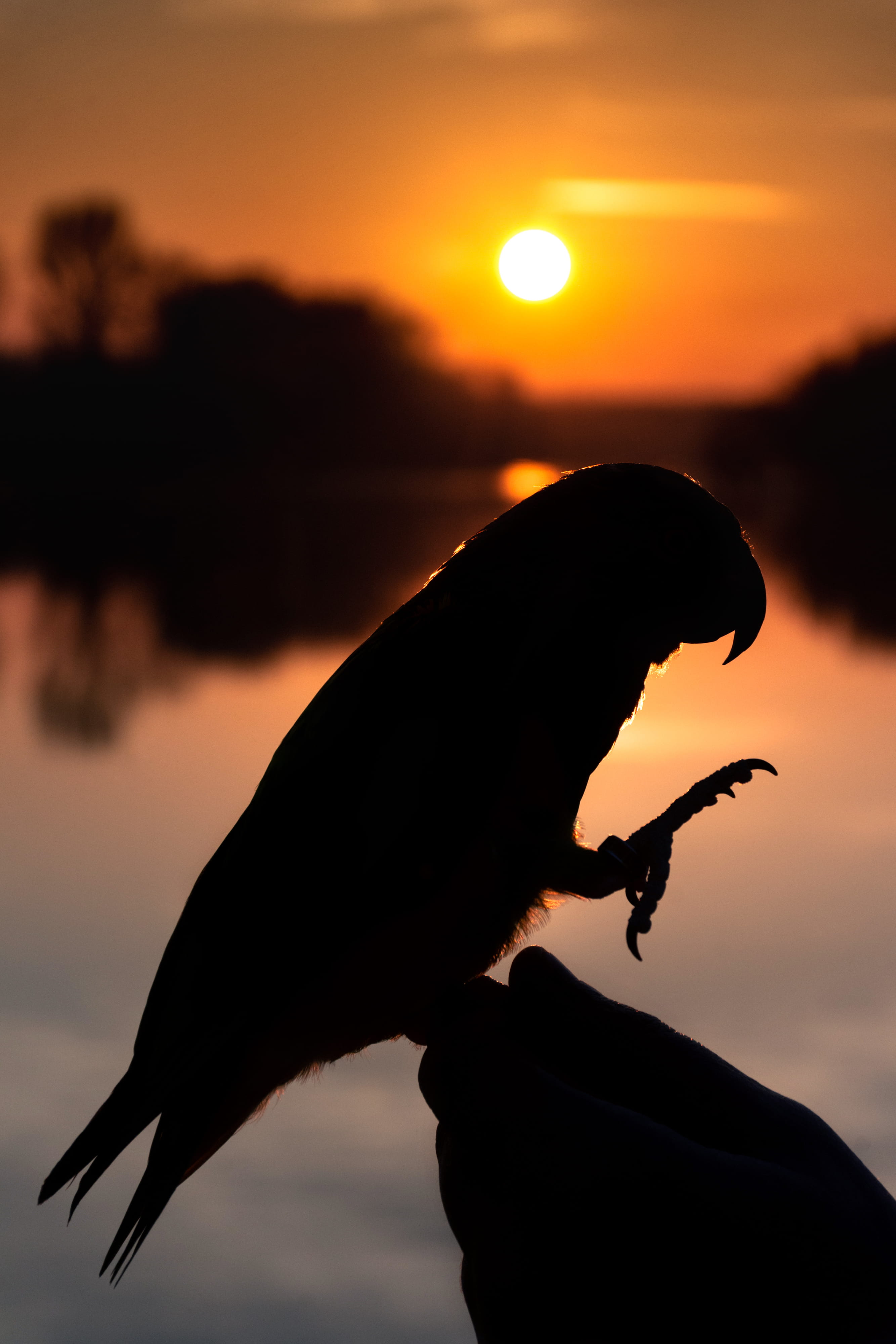 person, serbia, side view, 4K, nature, human, iguana, gecko, sunset, outdoors, dawn, red sky, orange color, beauty in nature, animals in the wild, sky, Phone HD Wallpaper