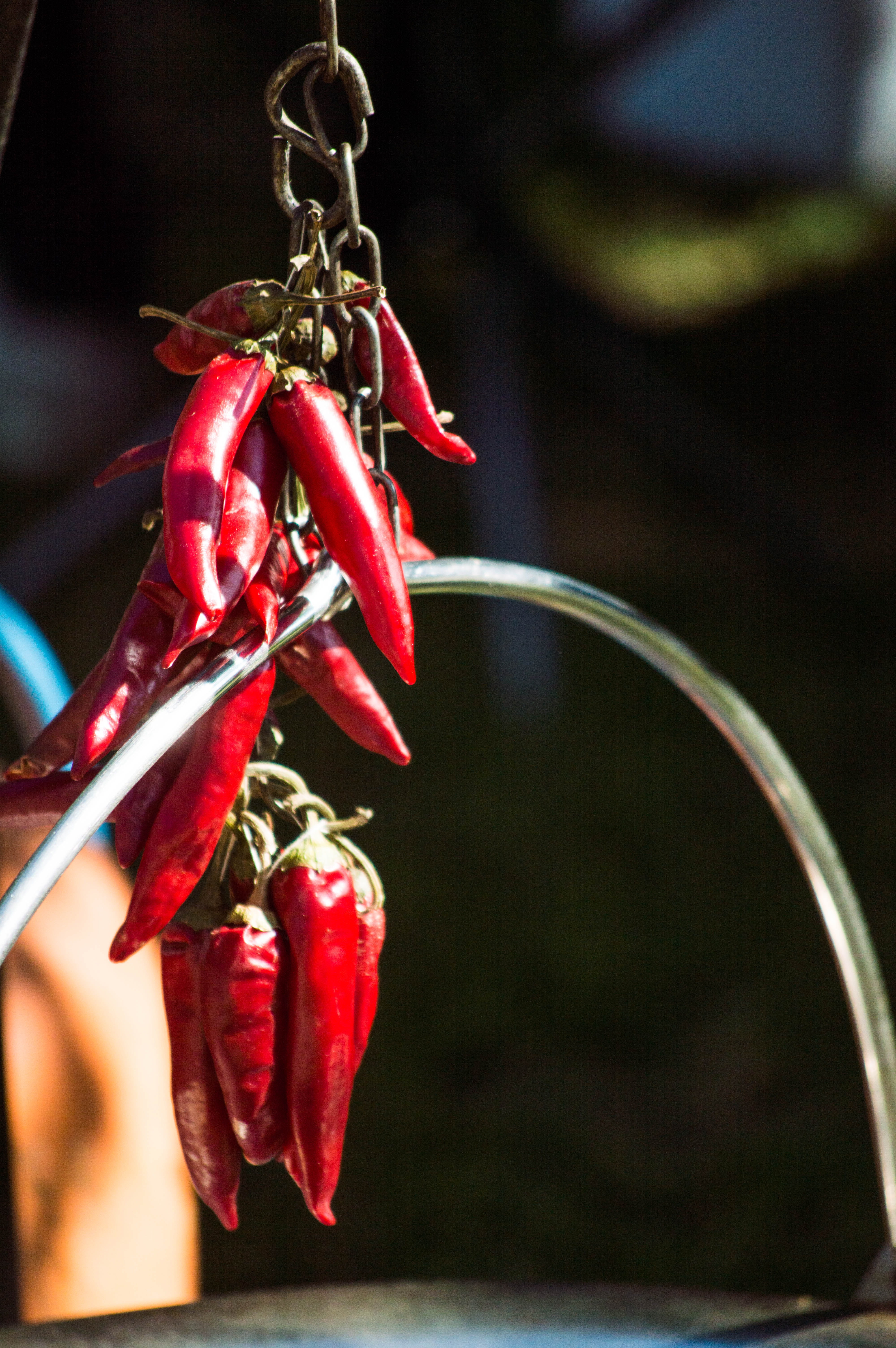 serbia, no people, paprika, food, outdoors, growth, food and drink, healthy eating, selective focus, flowering plant, paper, novi sad, red, vegetable, beauty in nature, Phone HD Wallpaper