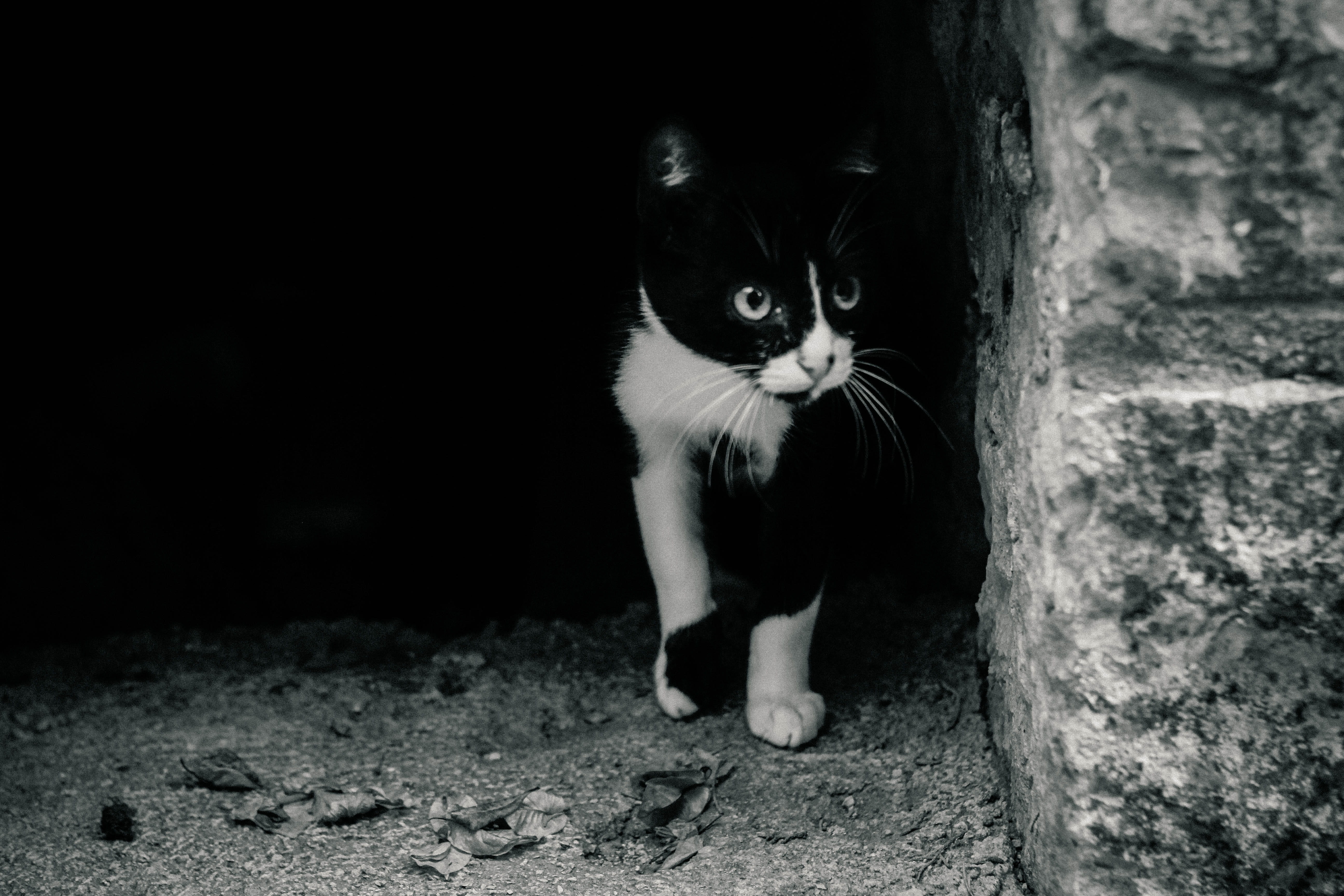 domestic cat, cat, pets, domestic animals, feline, vertebrate, puppy, one animal, full length, standing, kitten, whisker, stone, animal eye, hrvatska, portrait, HD Wallpaper