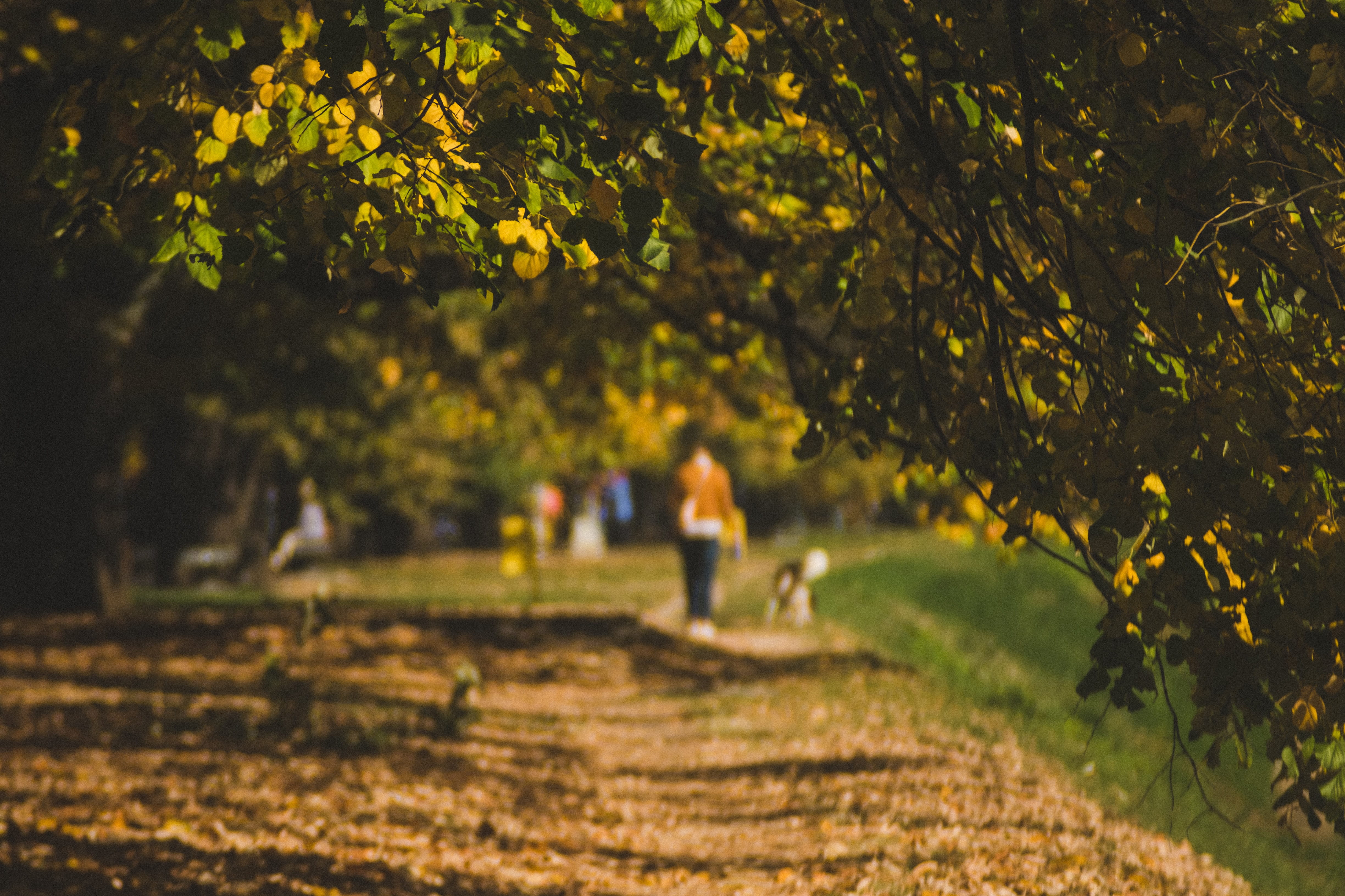 nature, land, day, space, plant, lifestyles, path, men, park, growth, real people, field, farmer, 4K, foliage, fall, green, one person, girl, rear view, HD Wallpaper