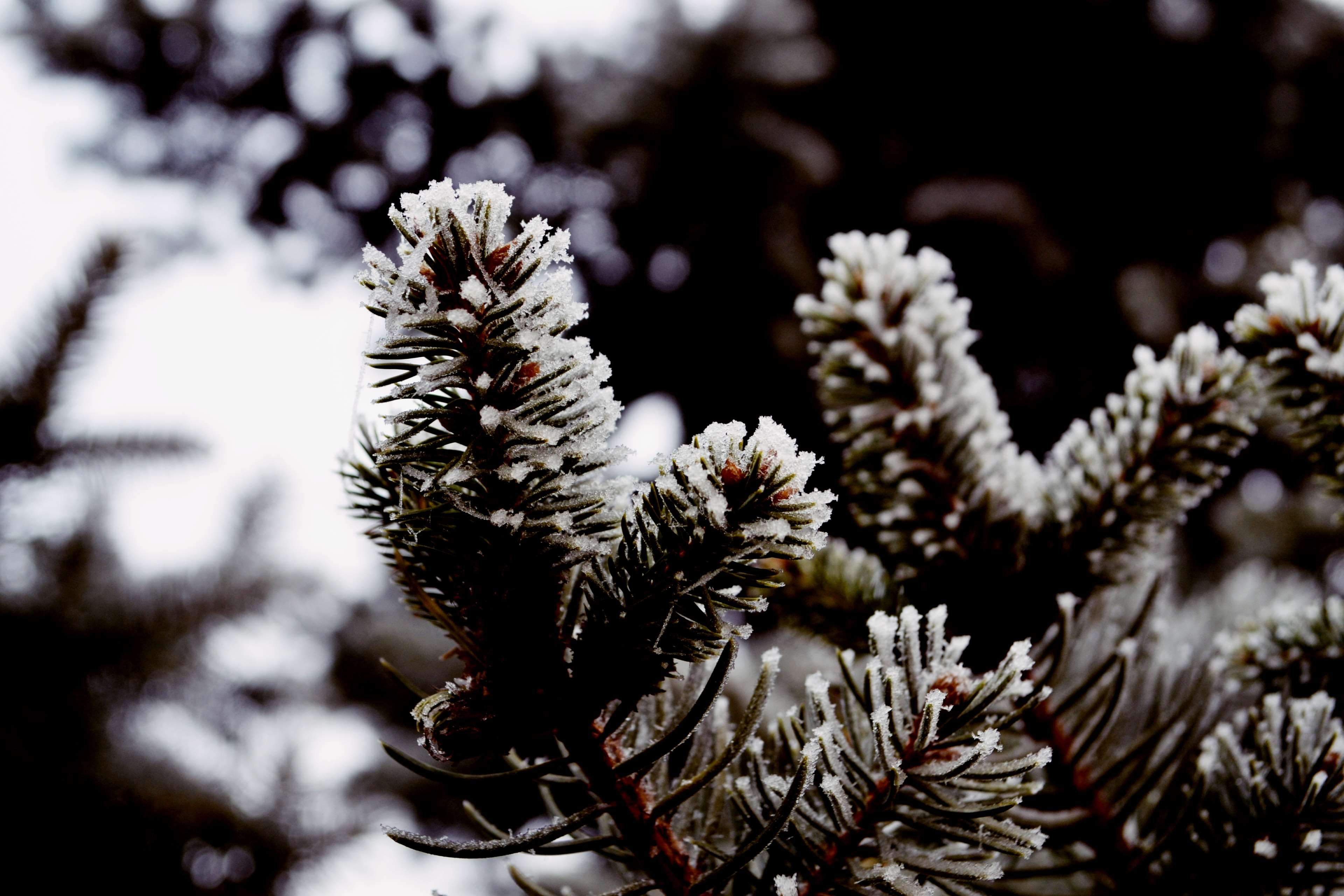 frost, coniferous tree, 4K, no people, frozen, needle - plant part, beauty in nature, sarajevo, selective focus, plant, winter, pine tree, fir tree, ice, HD Wallpaper