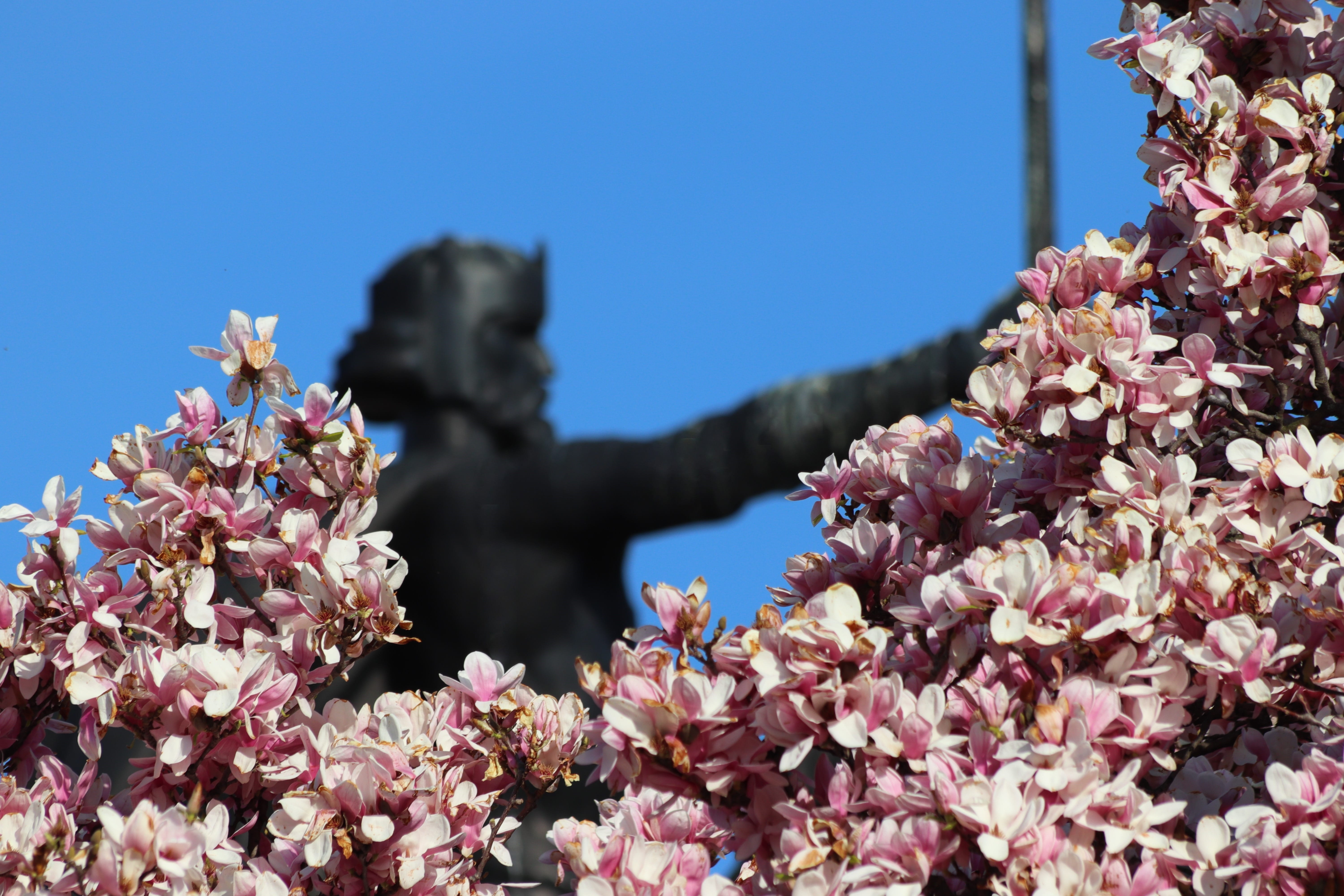 cherry blossom, architecture, 5K, blossom, flower head, close-up, pink color, historically, cherry tree, day, outdoors, beauty in nature, pink magnolia flowers, HD Wallpaper