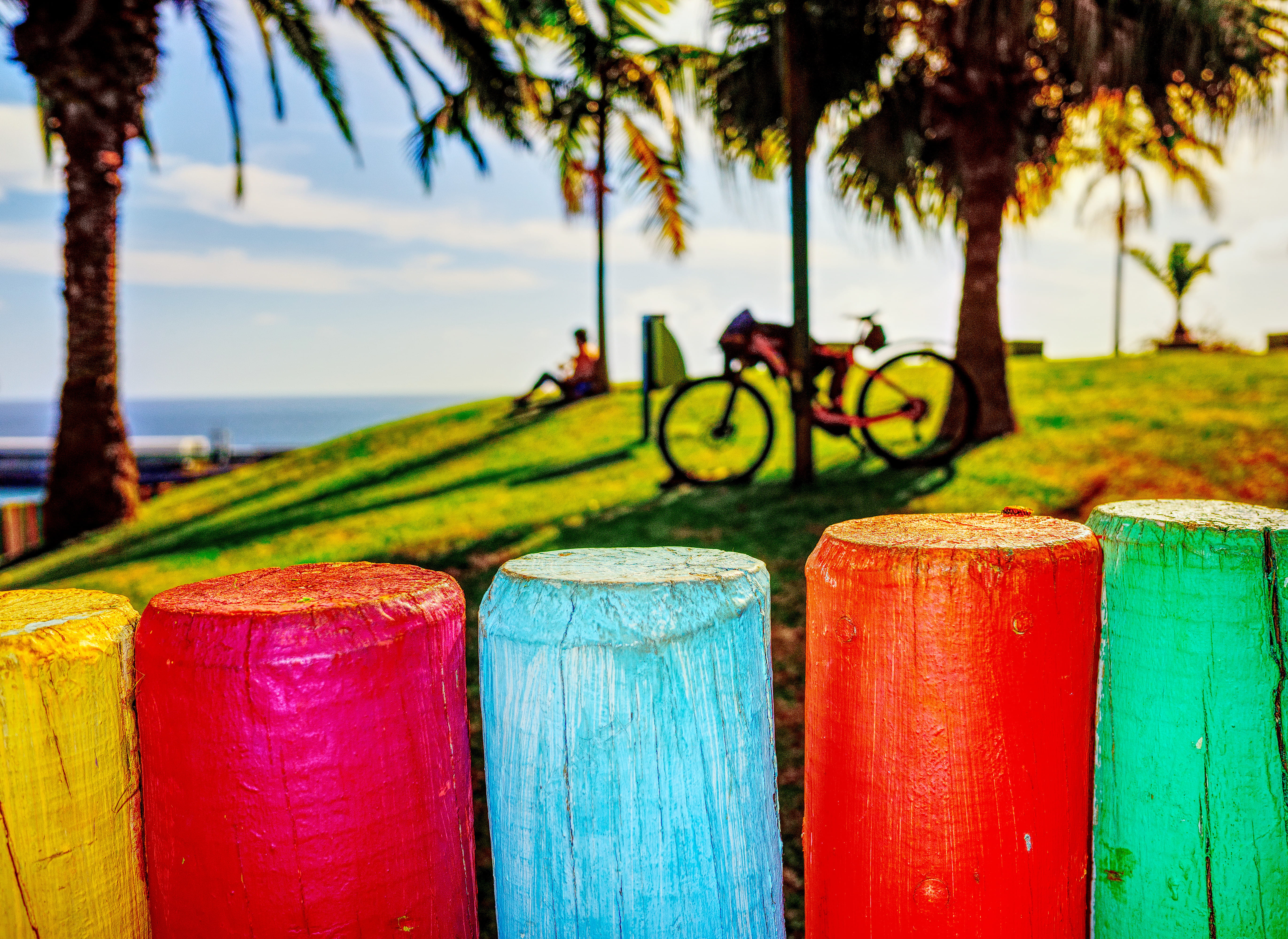 vehicle, red, day, water, machine, tree, palm tree, person, land, scenery, human, bicycle, focus on foreground, transportation, wheel, arecaceae, barrel, HD Wallpaper