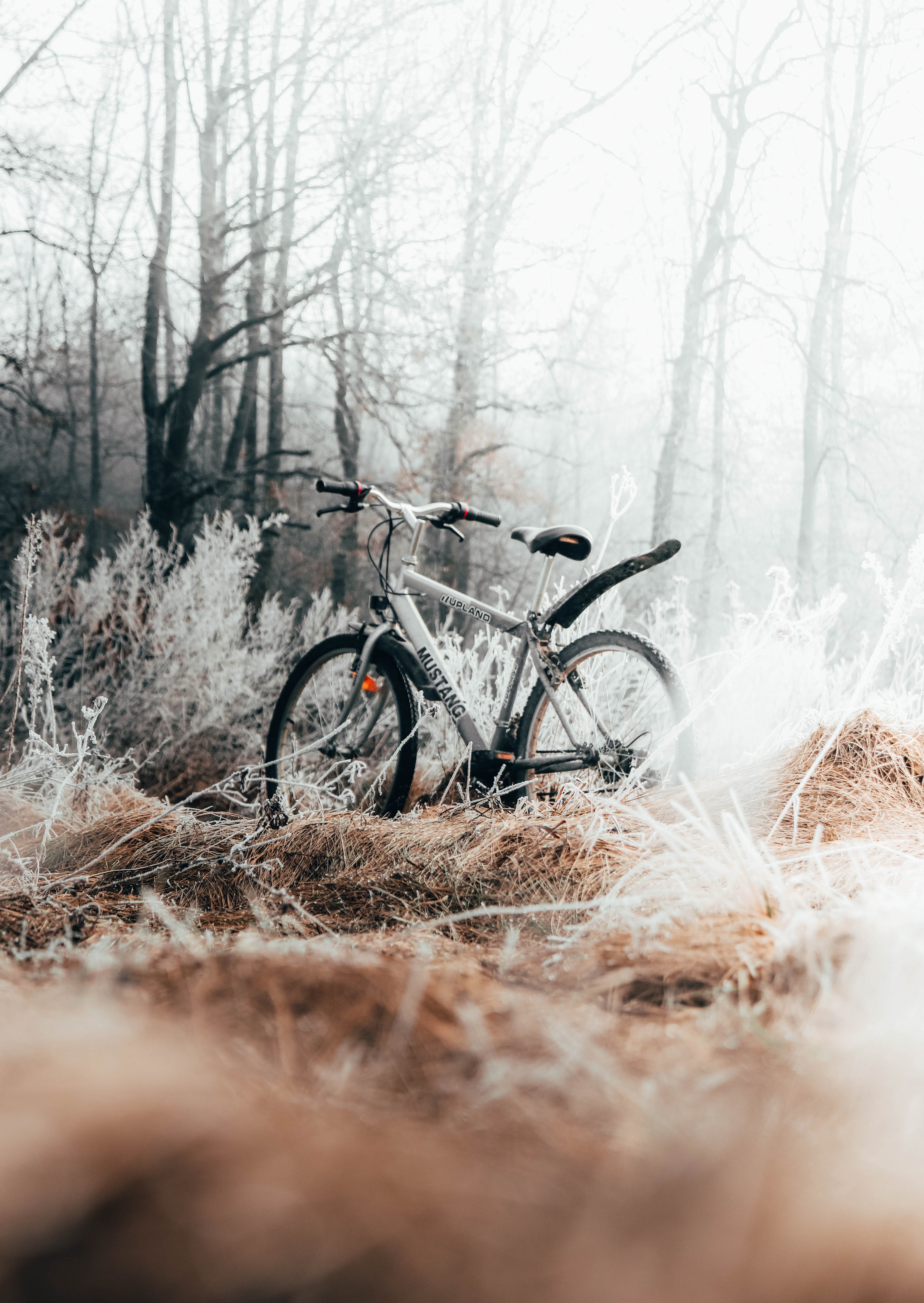 grass, bare tree, tree, mode of transportation, leisure activities, cyclist, 5K, tire, non-urban scene, woodland, outdoors, selective focus, wheel, spoke, Phone HD Wallpaper