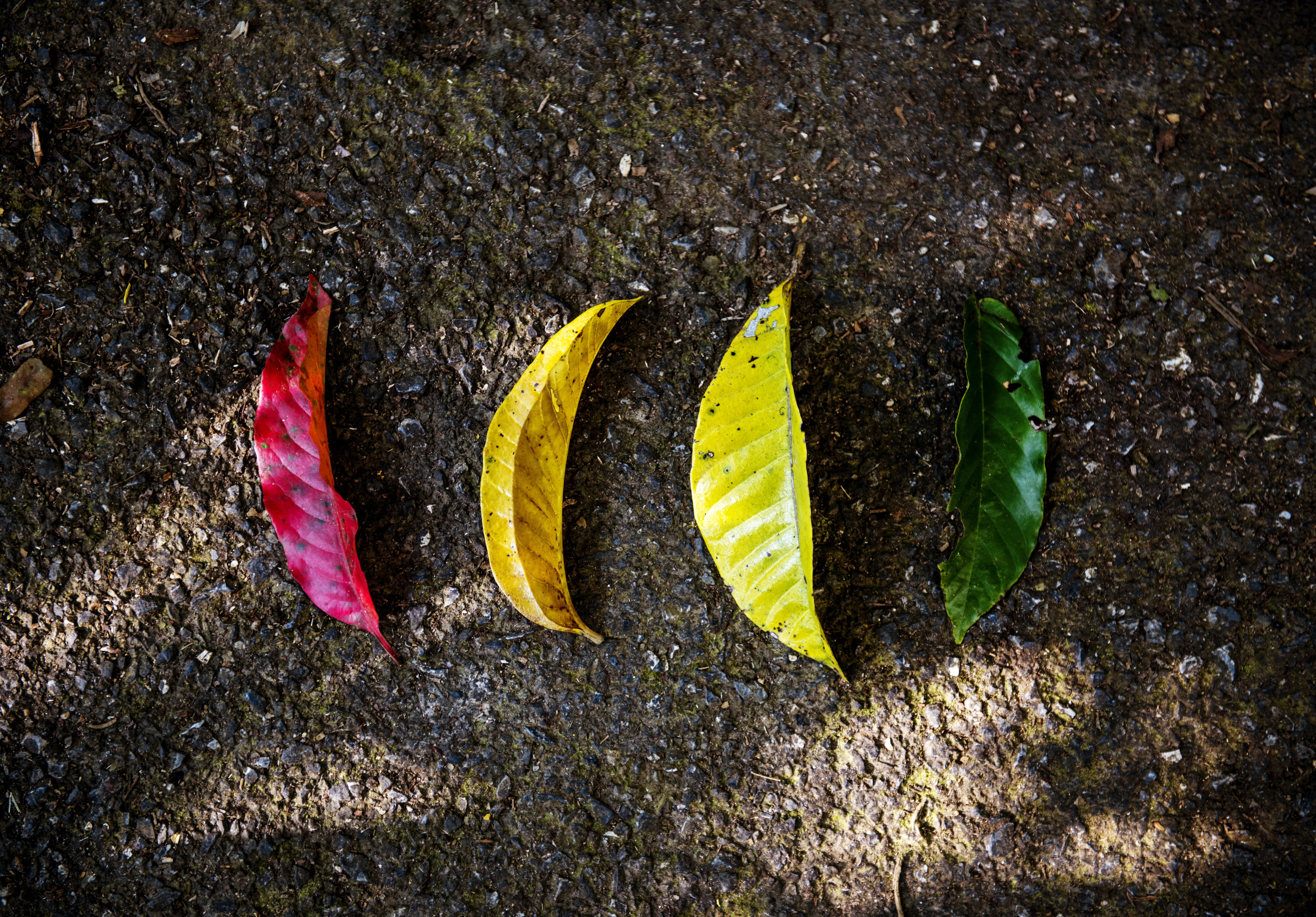 nurture, ecosystem, serenity, asphalt, conservation, outdoor, red, leaves, earth, color, fall, 5K, ecology, fragility, nature, falling, beauty in nature, HD Wallpaper
