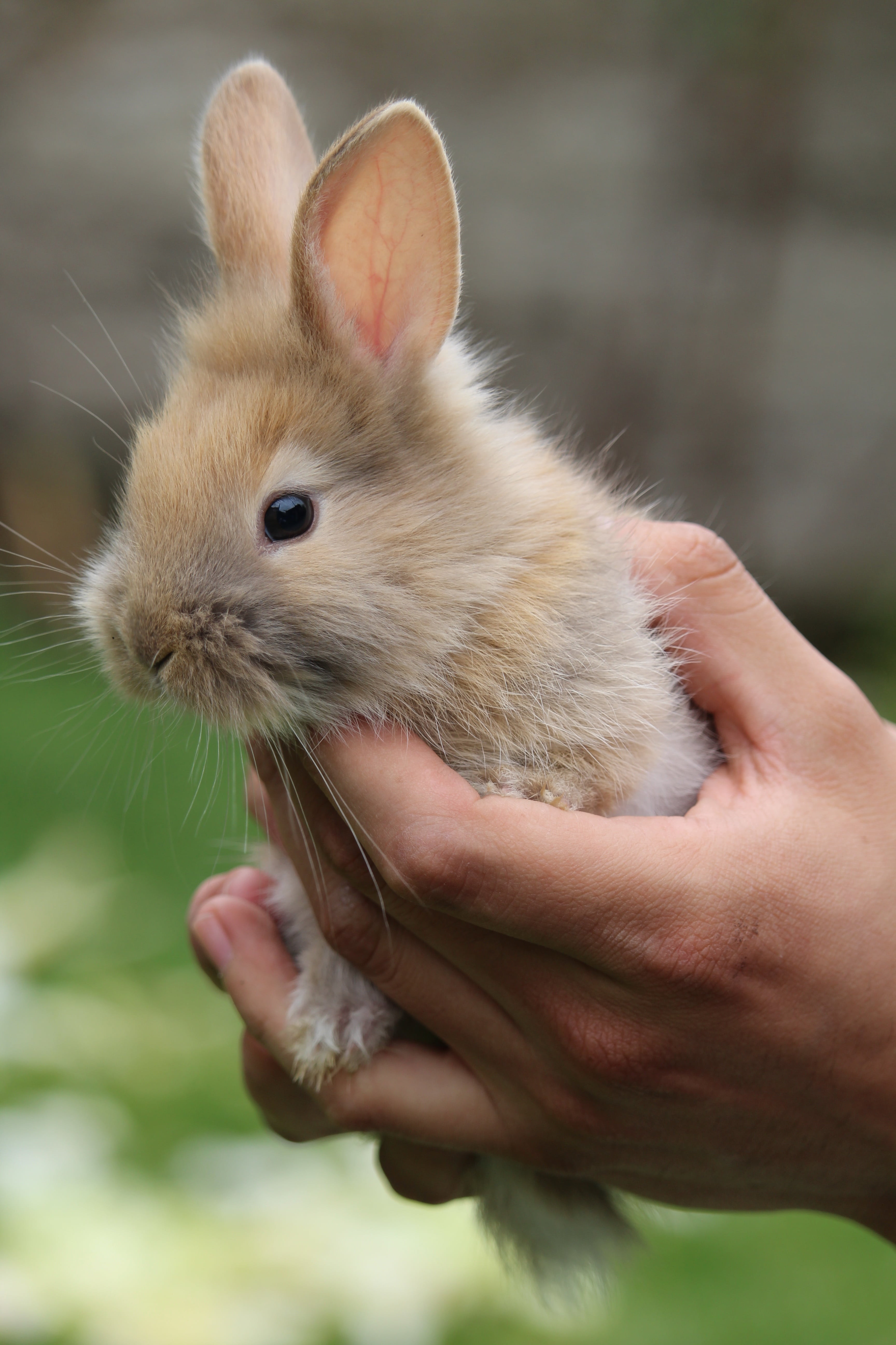 person, focus, focus on foreground, outdoors, animal, domestic, hamster, animal themes, nature, real people, finger, mammal, one person, one animal, photography, Phone HD Wallpaper