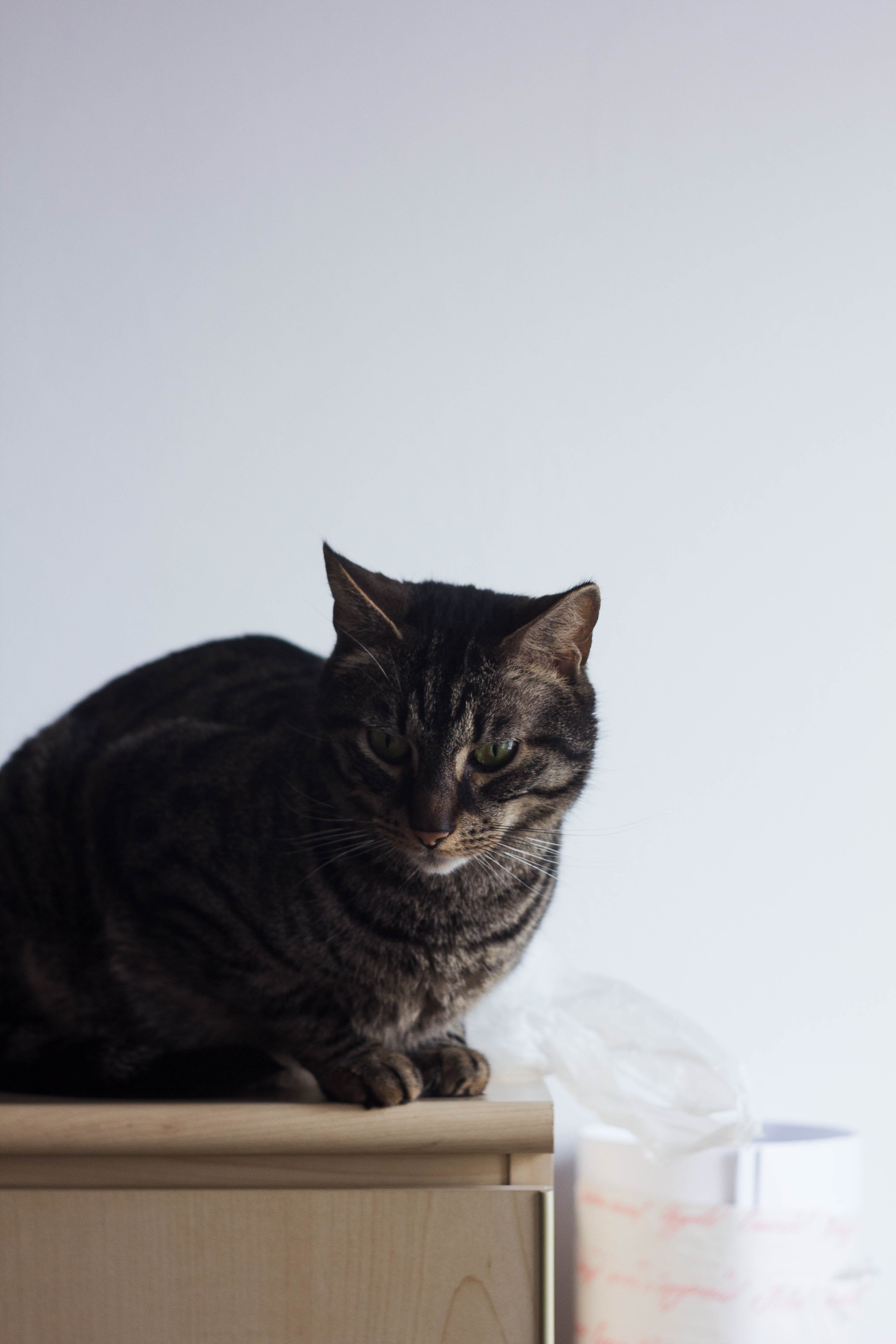 croatia, shelf, zagreb, catto, no people, whisker, 5K, one animal, vertebrate, portrait, pets, domestic, container, studio shot, indoors, drawer, copy space, Phone HD Wallpaper