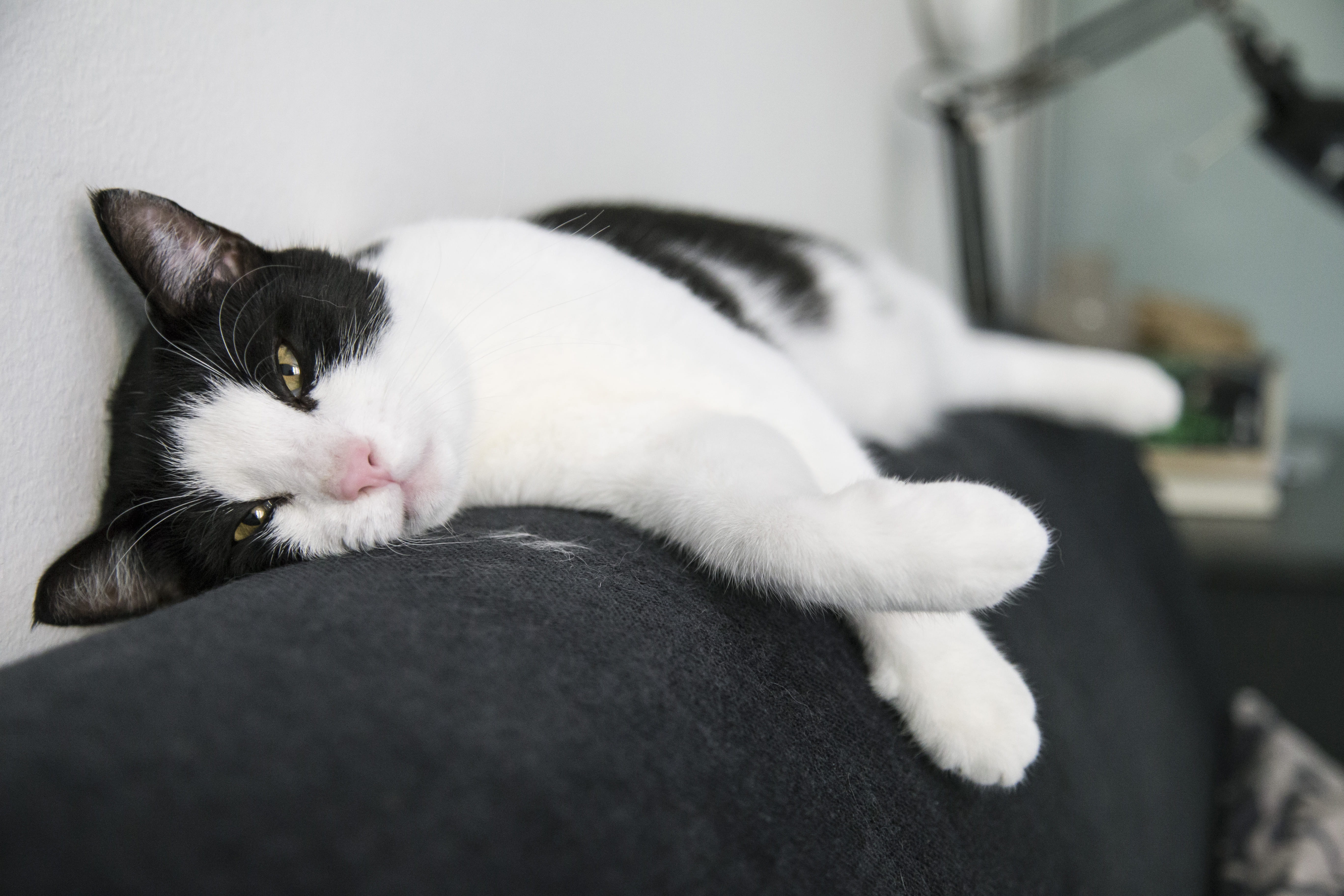 tired, whisker, cat, fluffy, pet, home, slovakia, feline, lying down, resting, focus on foreground, white color, domestic cat, bratislava, aminal, close-up, HD Wallpaper