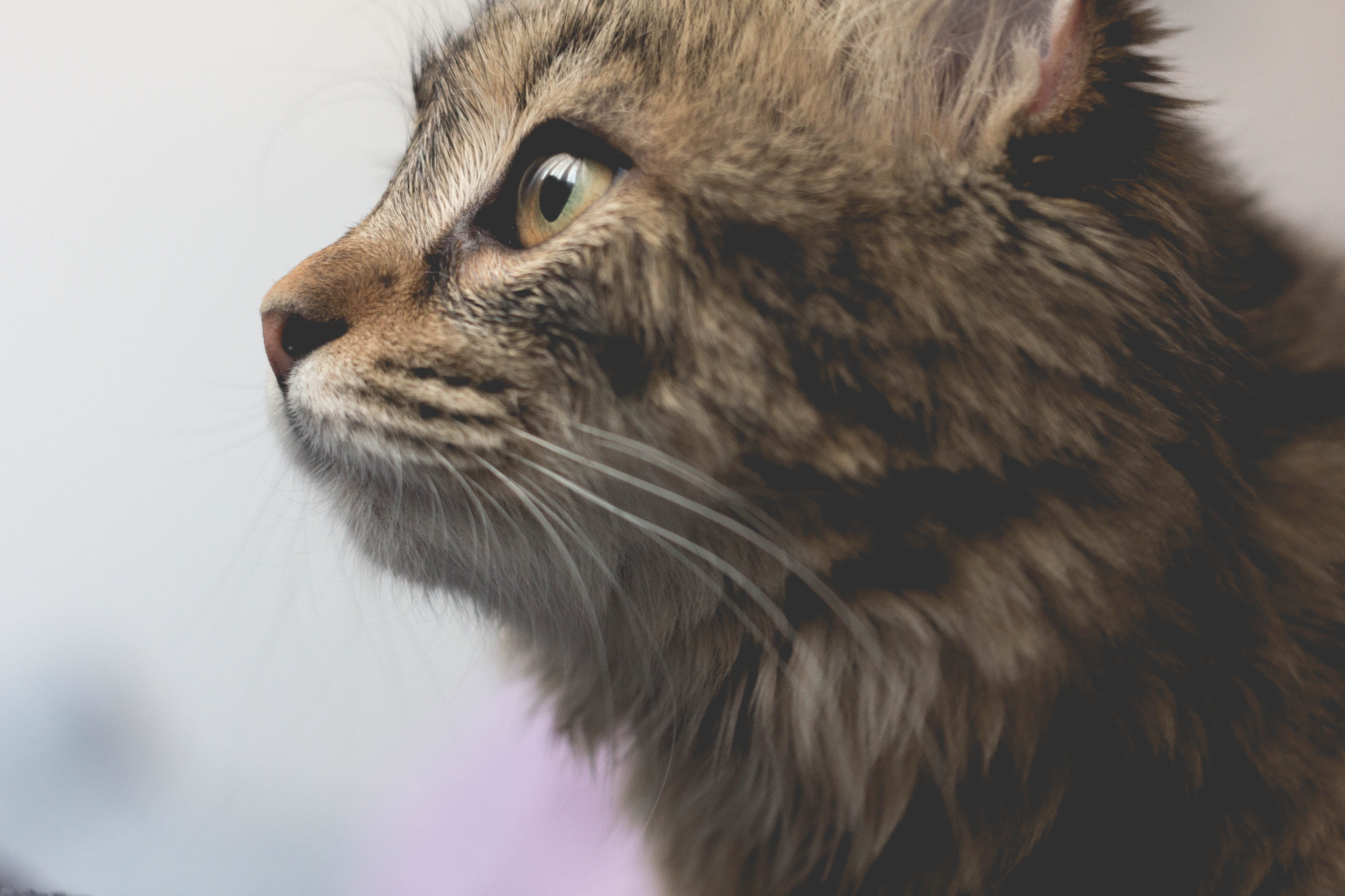 animal eye, looking away, 5K, feline, domestic, whisker, portrait, profile view, animal head, mammal, home, selective focus, croatia, cat, zagreb, vertebrate, HD Wallpaper