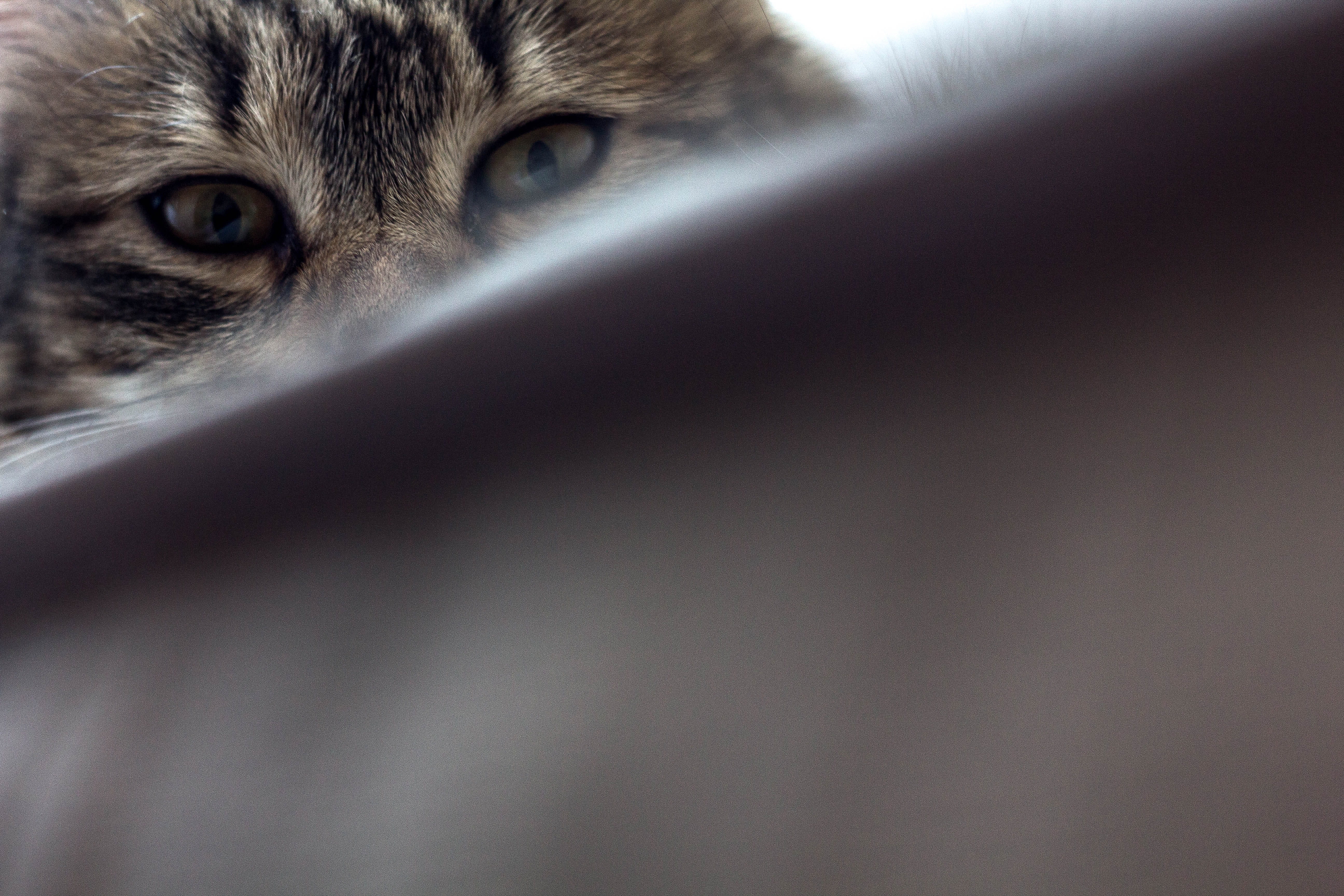 animal eye, hiding, peeking, eyes, domestic, spy, animal, indoors, 5K, pets, eye, no people, feline, determination, body part, portrait, look, croatia, HD Wallpaper