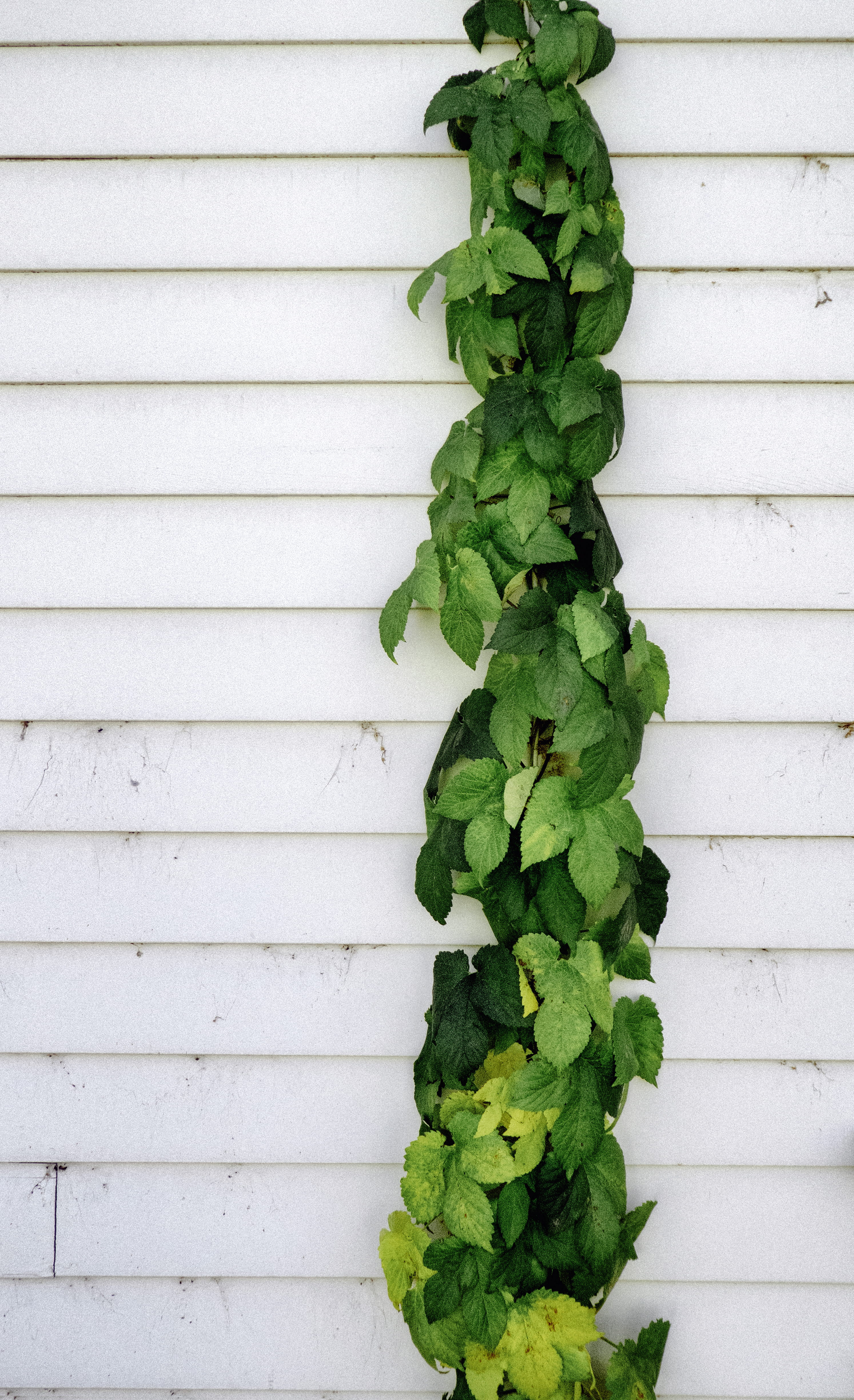 wall - building feature, food, 4K, outdoors, green, no people, invertebrate, near, plant, climbing, chain, potted plant, leaf, beauty in nature, 614 taos st, Phone HD Wallpaper