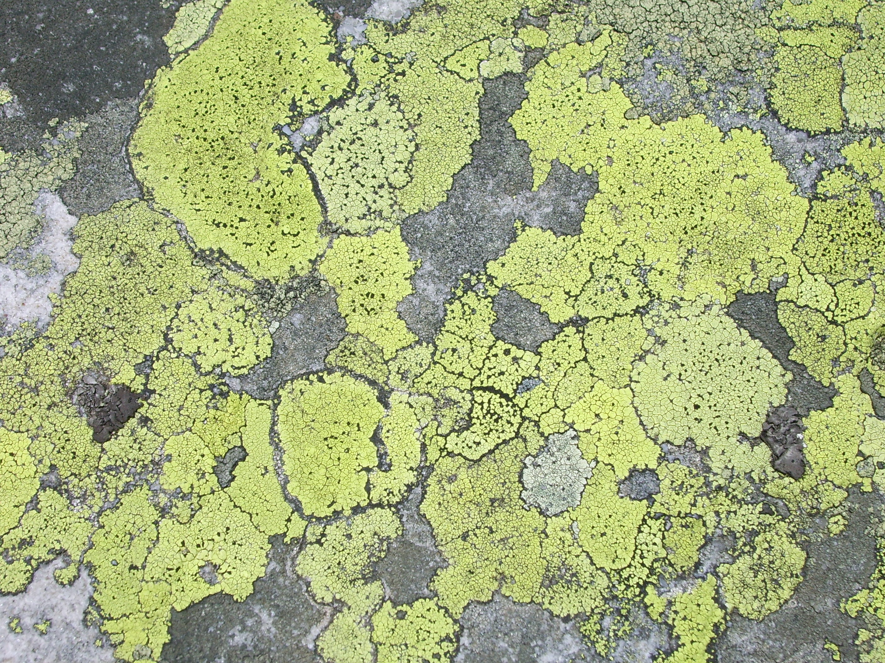 pattern, cracked, sunlight, nature, scenics - nature, structure, road, yellow, plant, outdoors, growth, surface, backgrounds, no people, full frame, 2K, HD Wallpaper