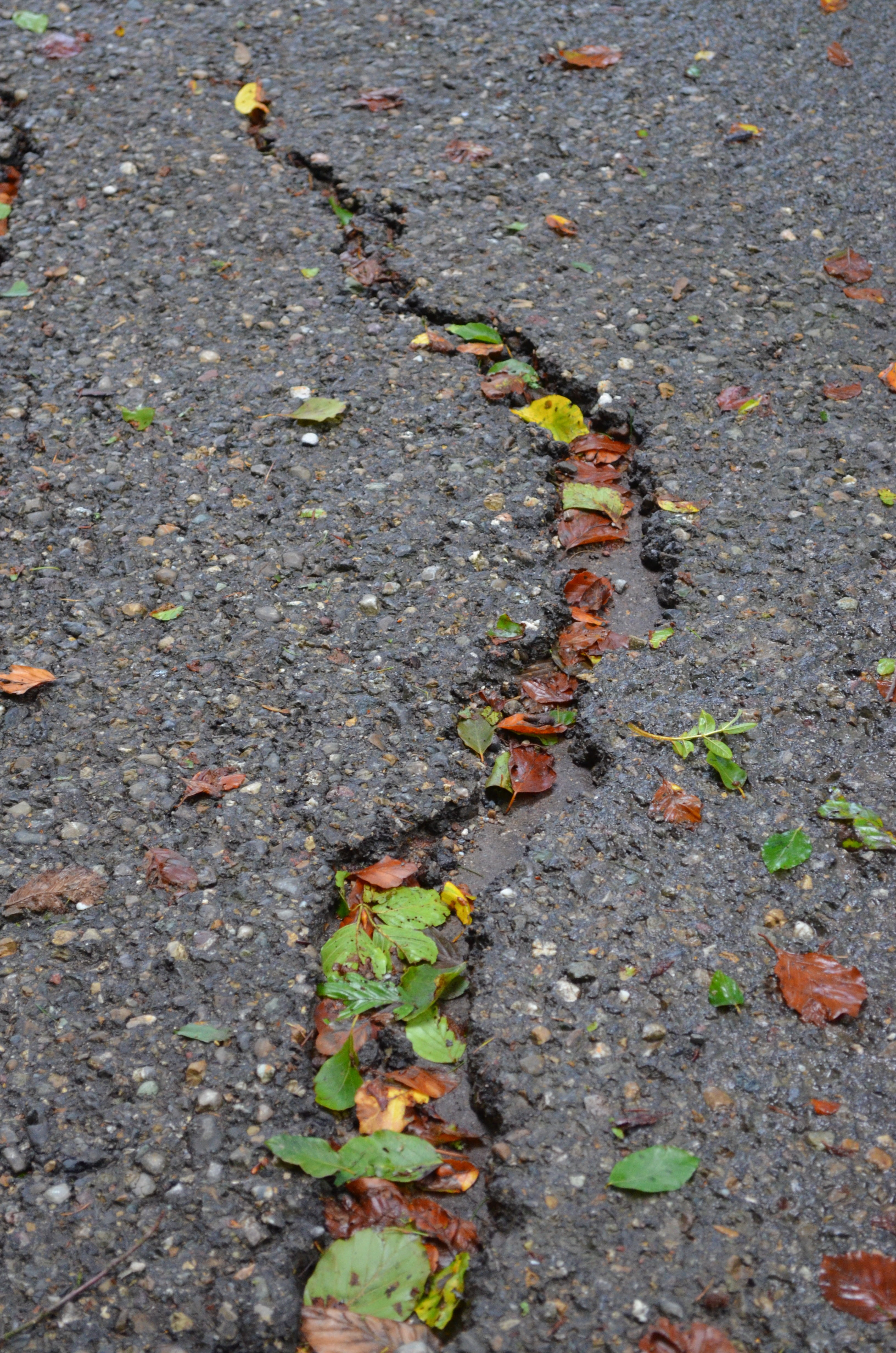 green, dry, no people, falling, leaves, high angle view, nature, close-up, city, grey, asphalt, day, road, leaf, forest, street, 4K, plant part, dirt, Phone HD Wallpaper