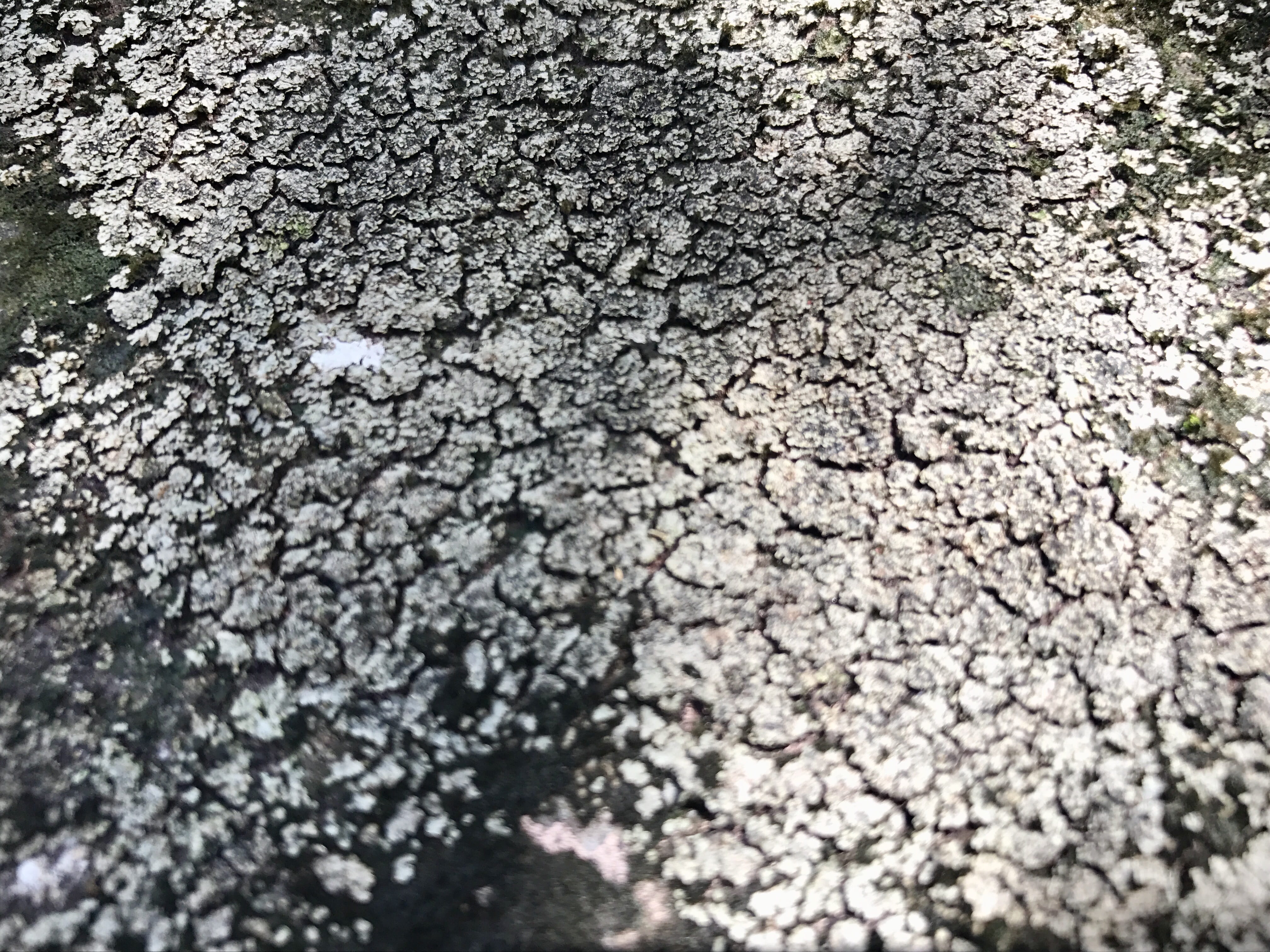black and white pattern, floor, street, textured, nature, gravel, dry, silhouette, black, ornament, 4K, selective focus, day, climate, pattern, asphalt, HD Wallpaper
