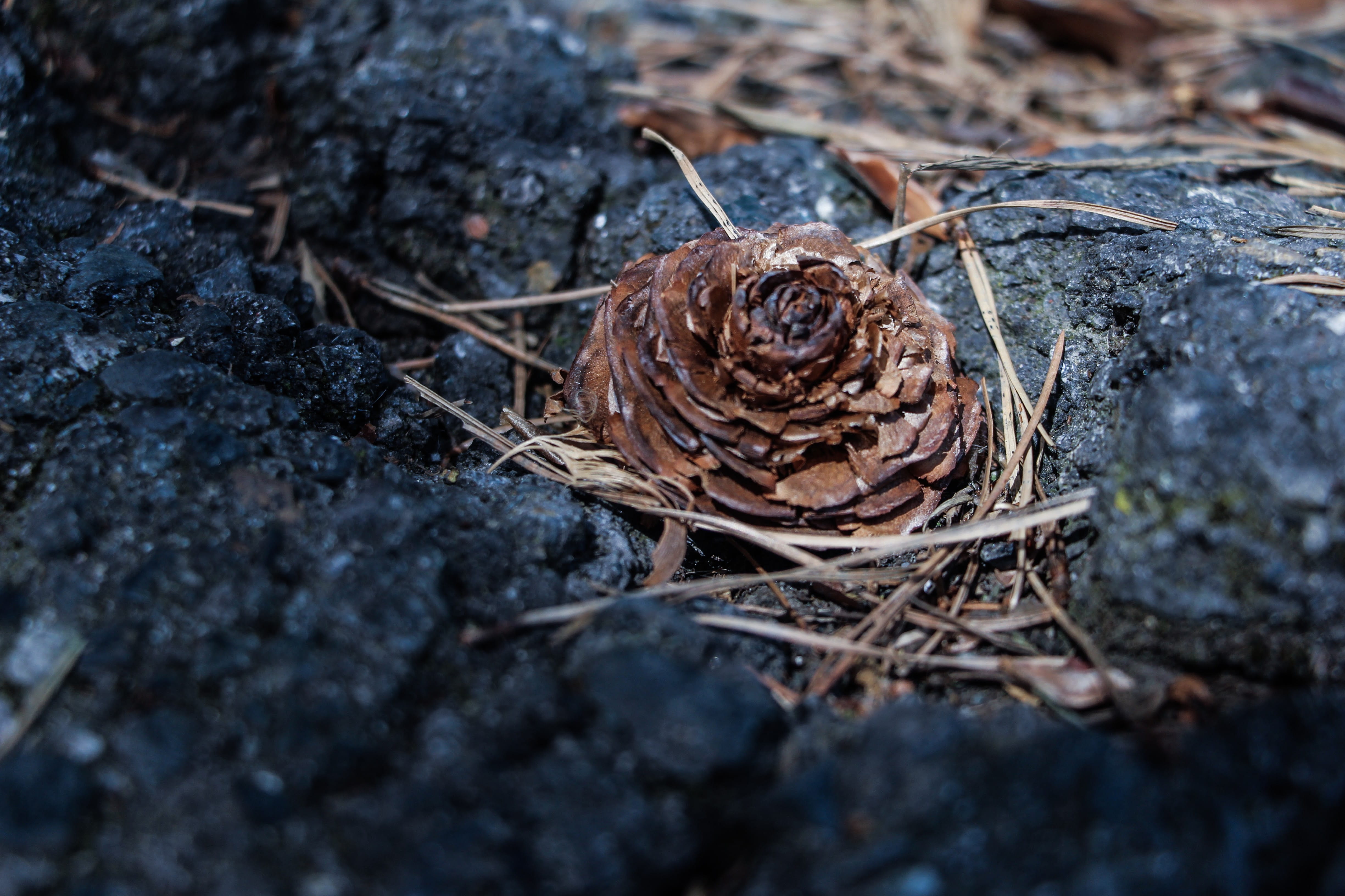 high angle view, united states, in depth, macro, seattle, outdoors, animals in the wild, dry grass, textured, pinecones, university of washington, animal themes, HD Wallpaper