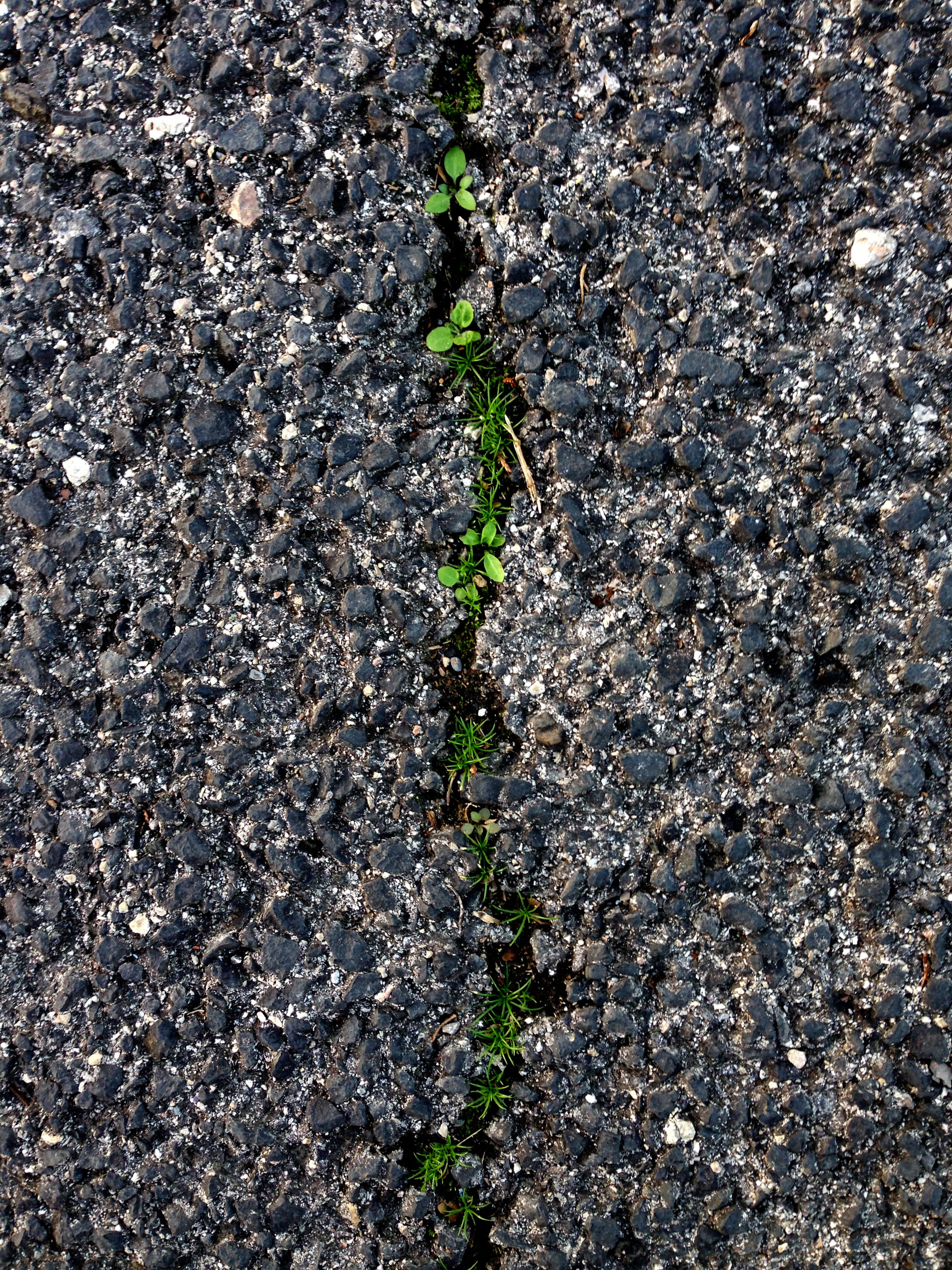 day, plant, outdoors, full frame, plant part, road crack, tranquility, growth, fragility, beauty in nature, ground grass, soil, no people, nature, 2K, Phone HD Wallpaper