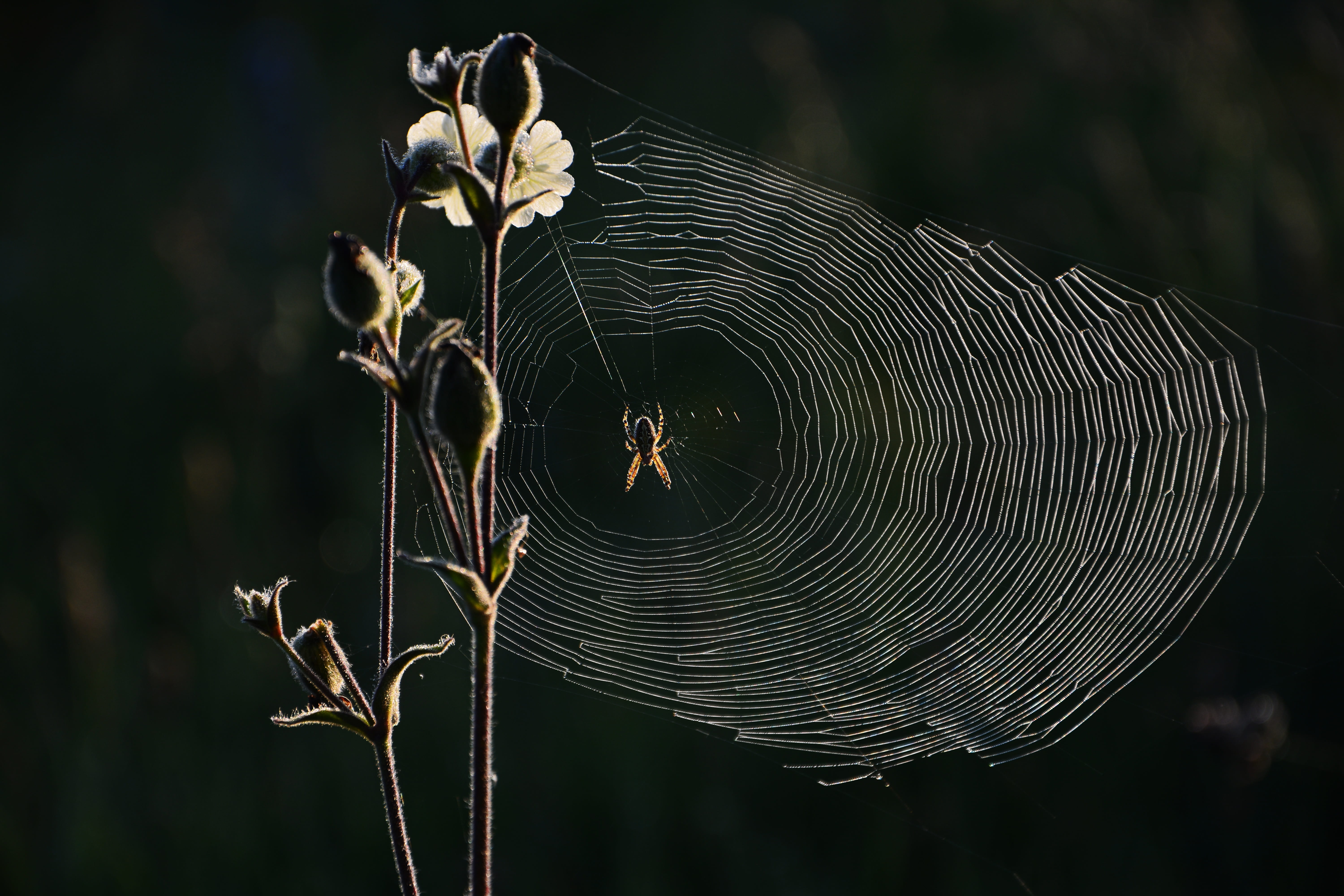 complexity, animal themes, no people, charming, reverse light, the art of nature, close-up, outdoors, spider, web, focus on foreground, invertebrate, spider web, HD Wallpaper