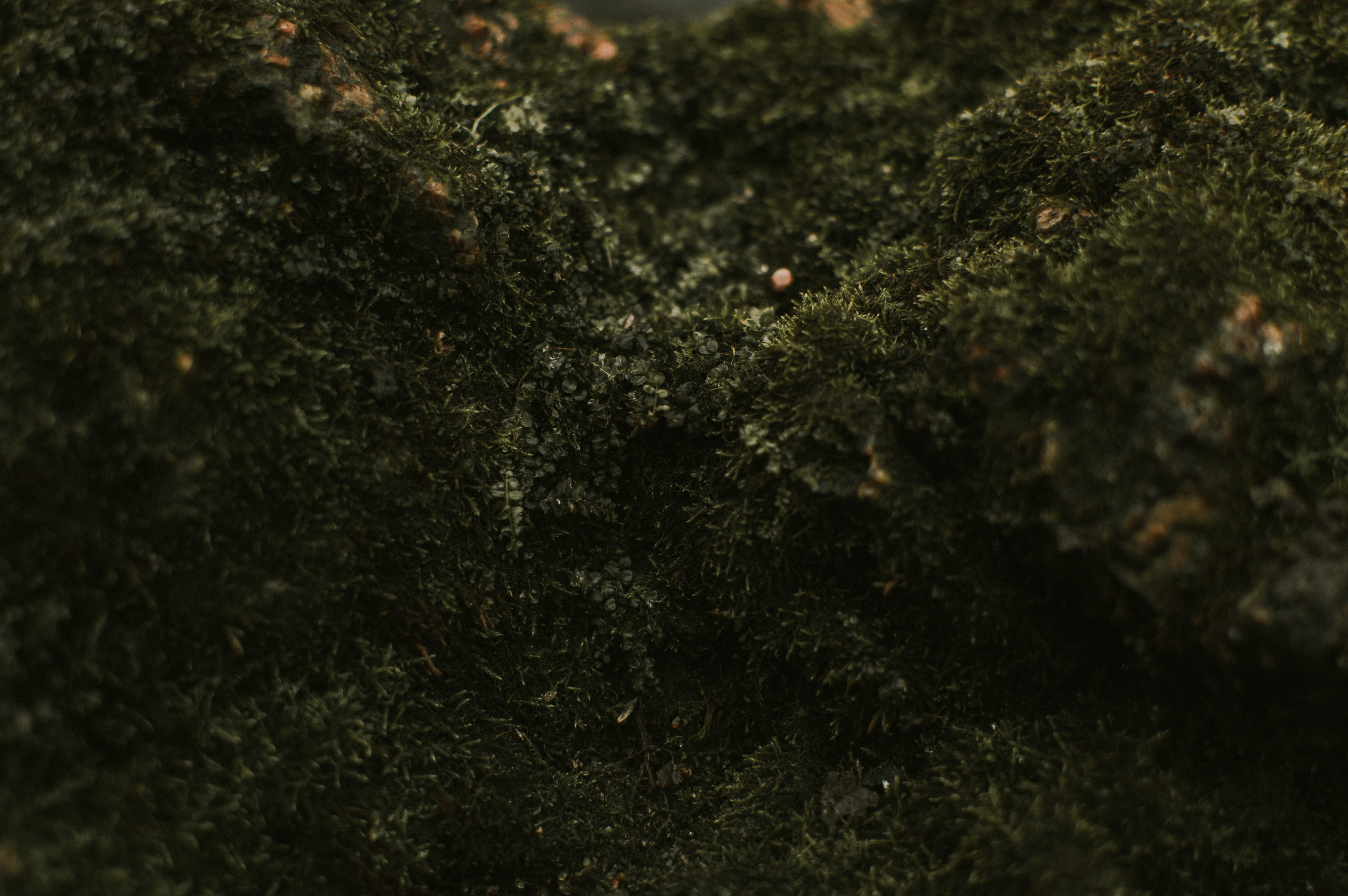 leaf, outdoors, plant, close-up, greens, 5K, delicate, land, plant part, day, moody, beauty in nature, micro, full frame, nature, tranquility, no people, HD Wallpaper