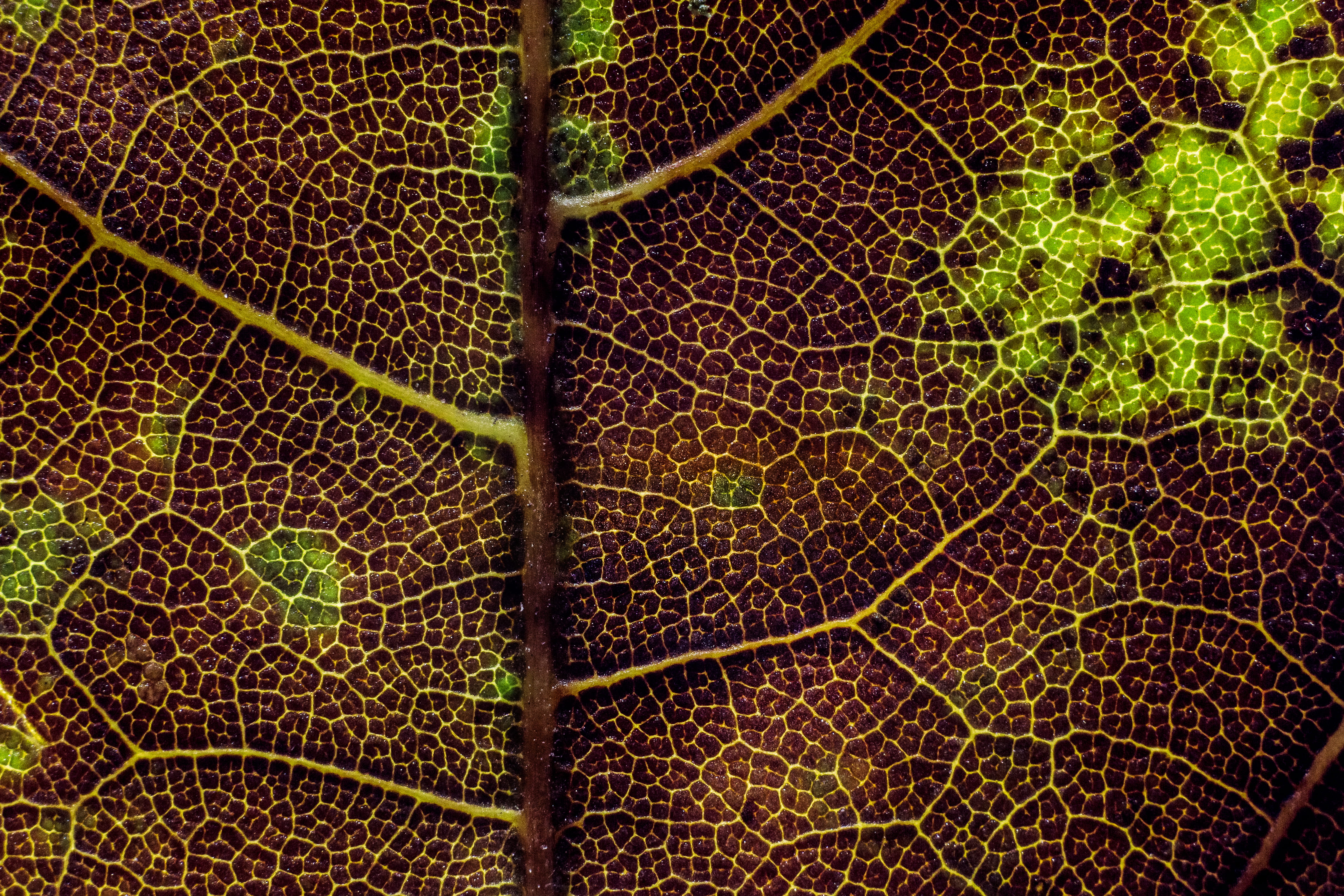 texture, leaf texture, plant part, concentric, zagreb, leaf, full frame, green color, closeup, outdoors, beauty, leaf vein, extreme close-up, life, natural pattern, HD Wallpaper