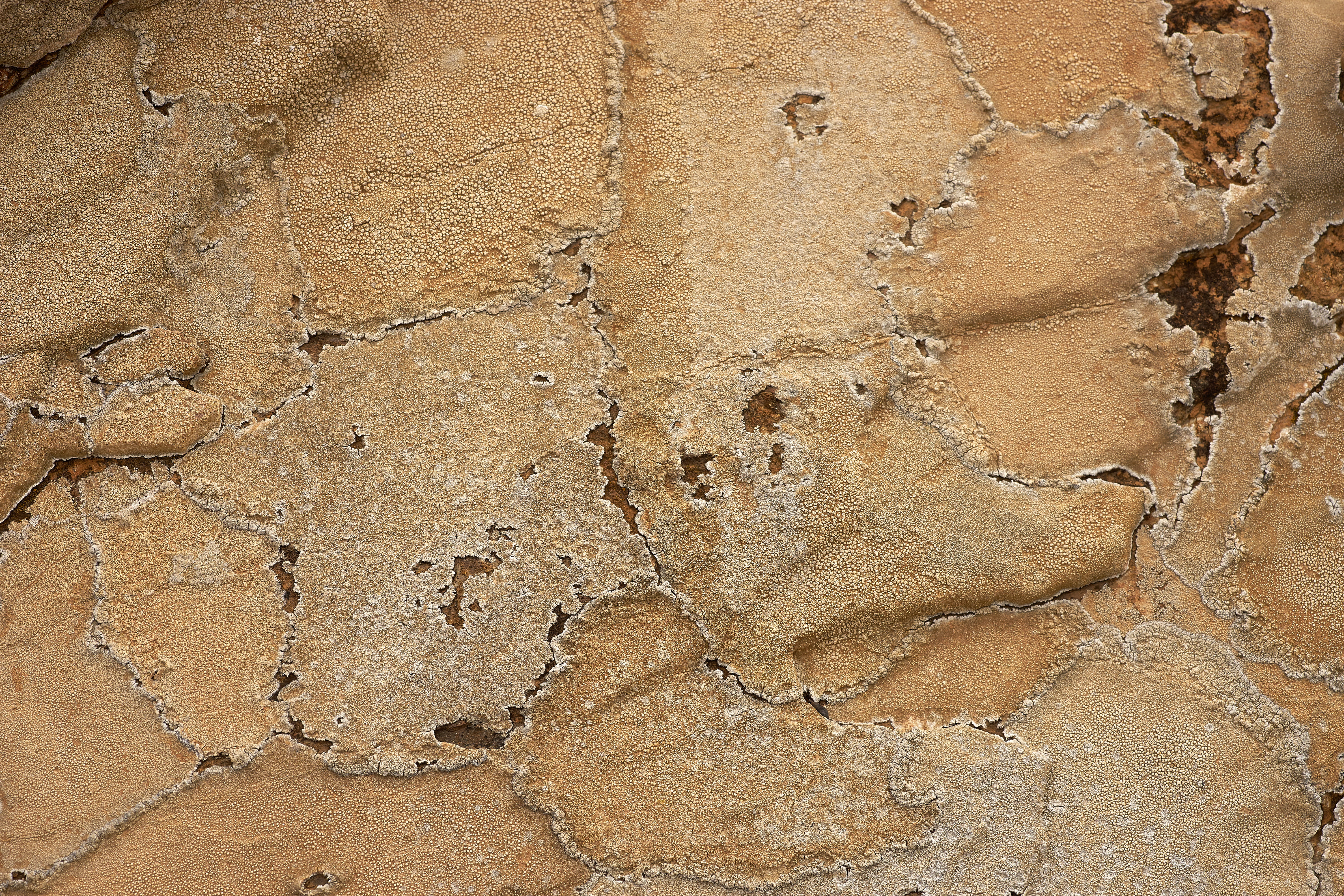 textured effect, lichen, built structure, crack, textured, no people, microscope, old, brown, macro, damaged, desolate, full frame, close-up, sand, ground, HD Wallpaper