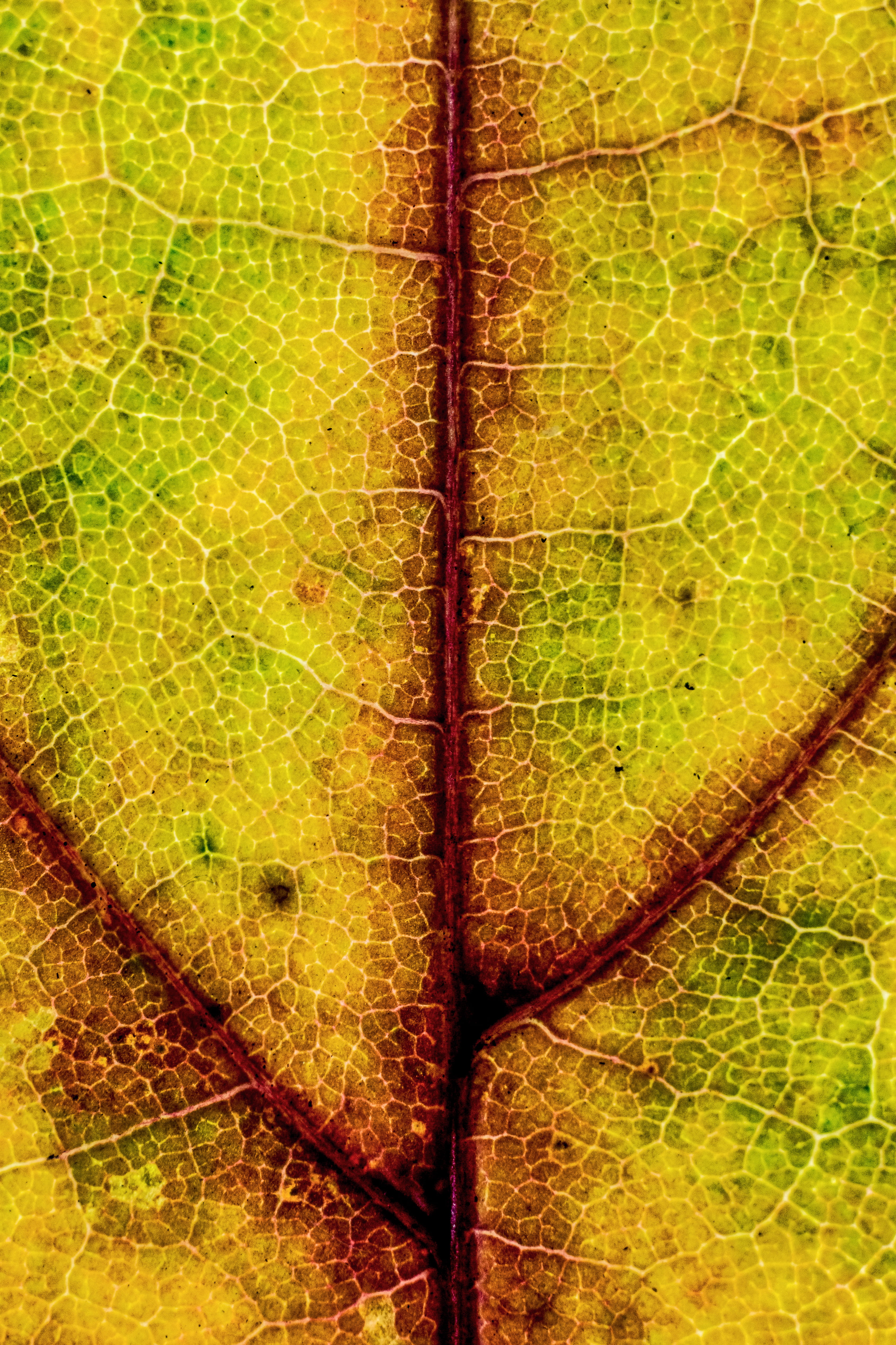 no people, outdoors, dry, green color, backgrounds, nature, 4K, day, digital composite, fragility, autumn texture, natural pattern, growth, leaf vein, Phone HD Wallpaper