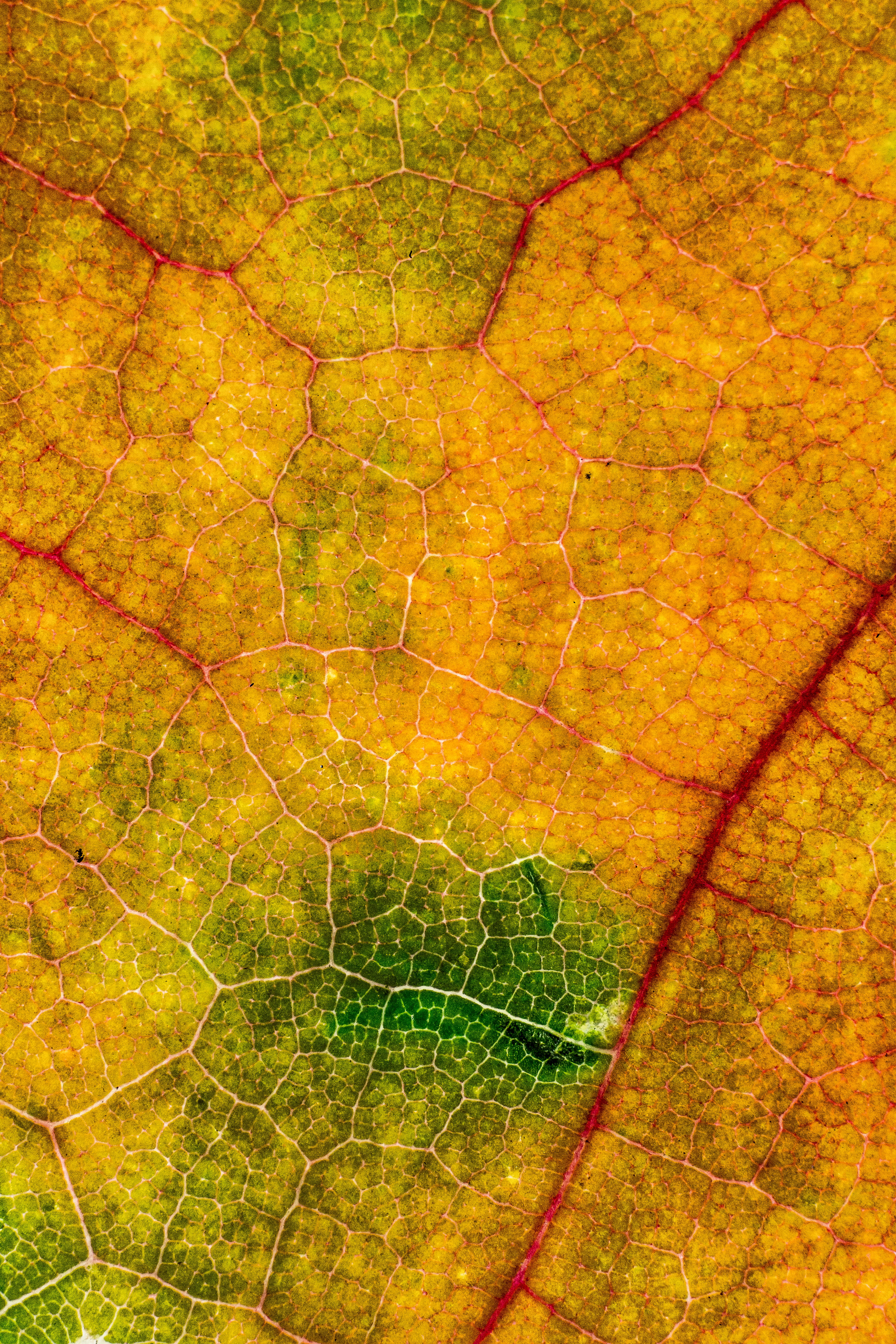 texture, old, brown, green color, fall, textured, nature, tree, natural pattern, yellow texture, micro autumn, flooring, 5K, leafe, life, leaf vein, full frame, Phone HD Wallpaper